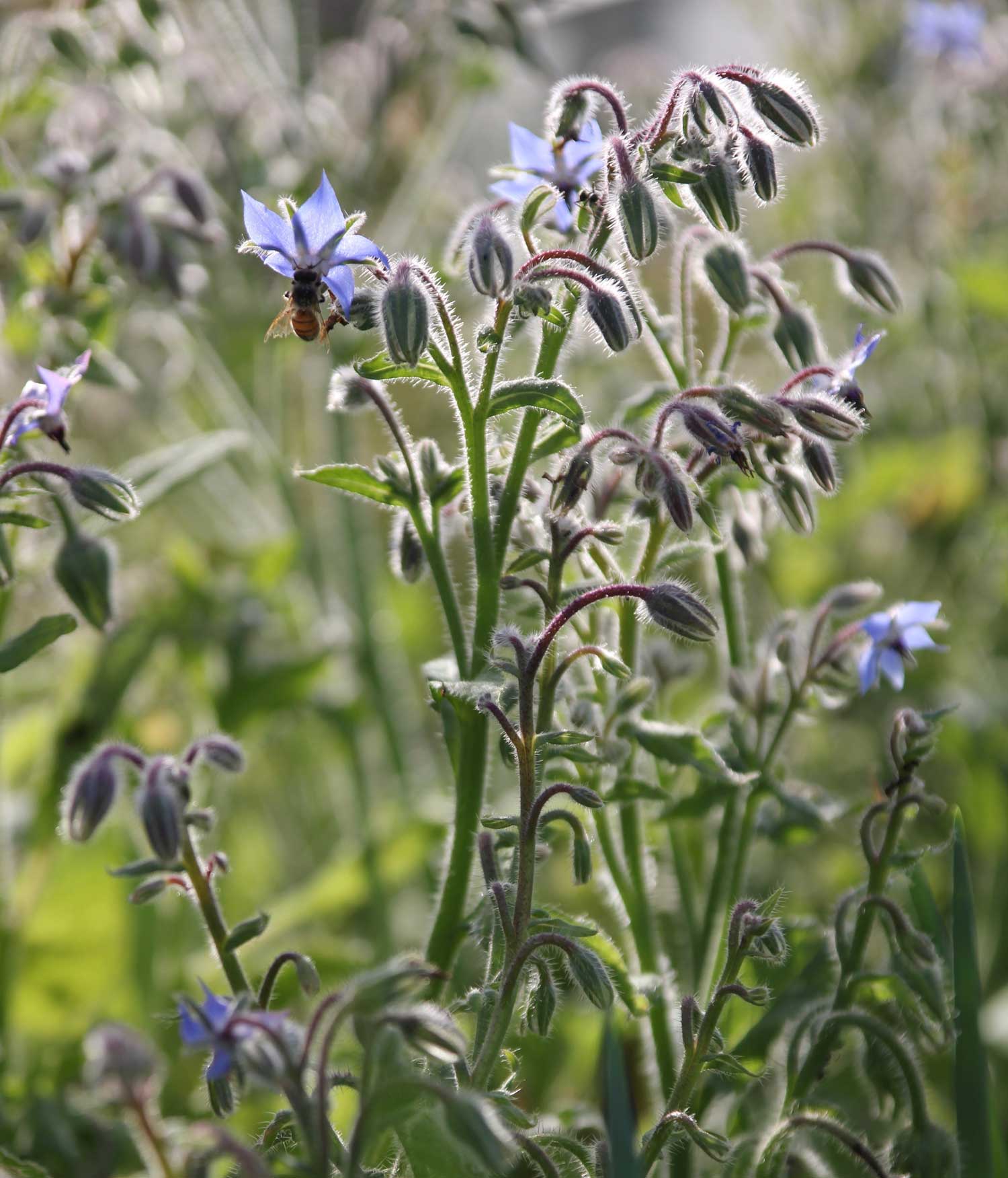 borage-with-bee.jpg