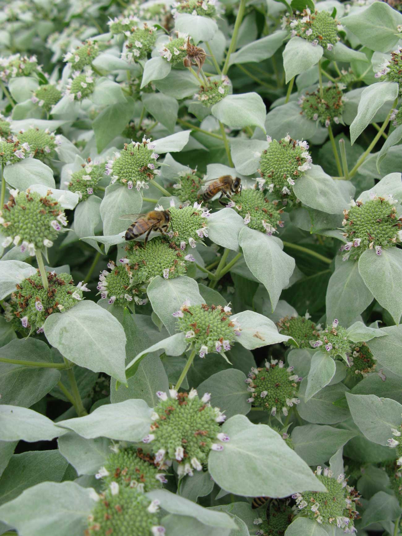 monarda-with-bees.jpg