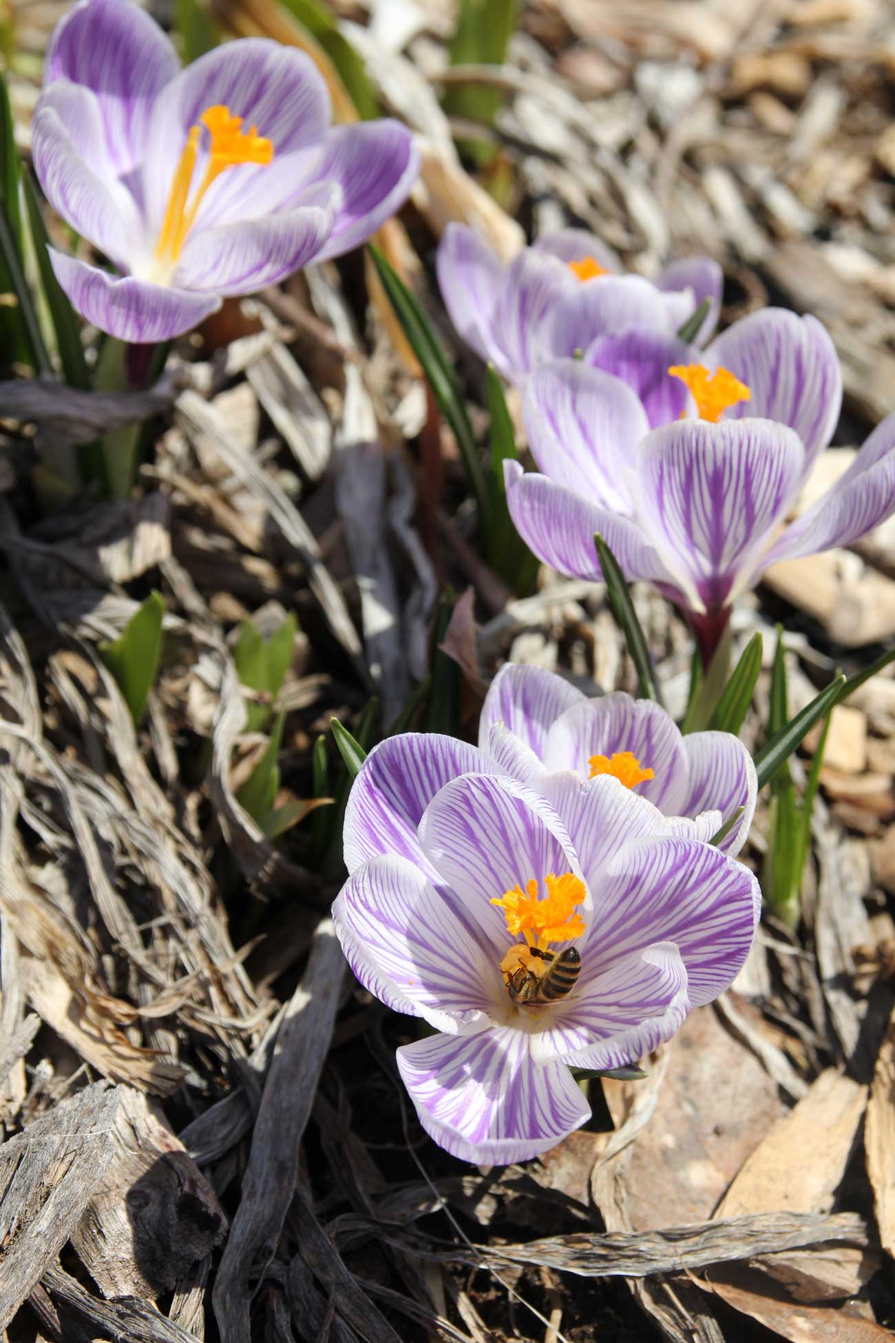 pickwick-crocus-with-bees.jpg