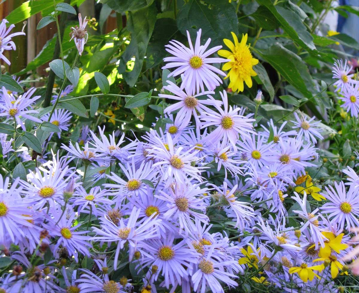 purple-asters.jpg