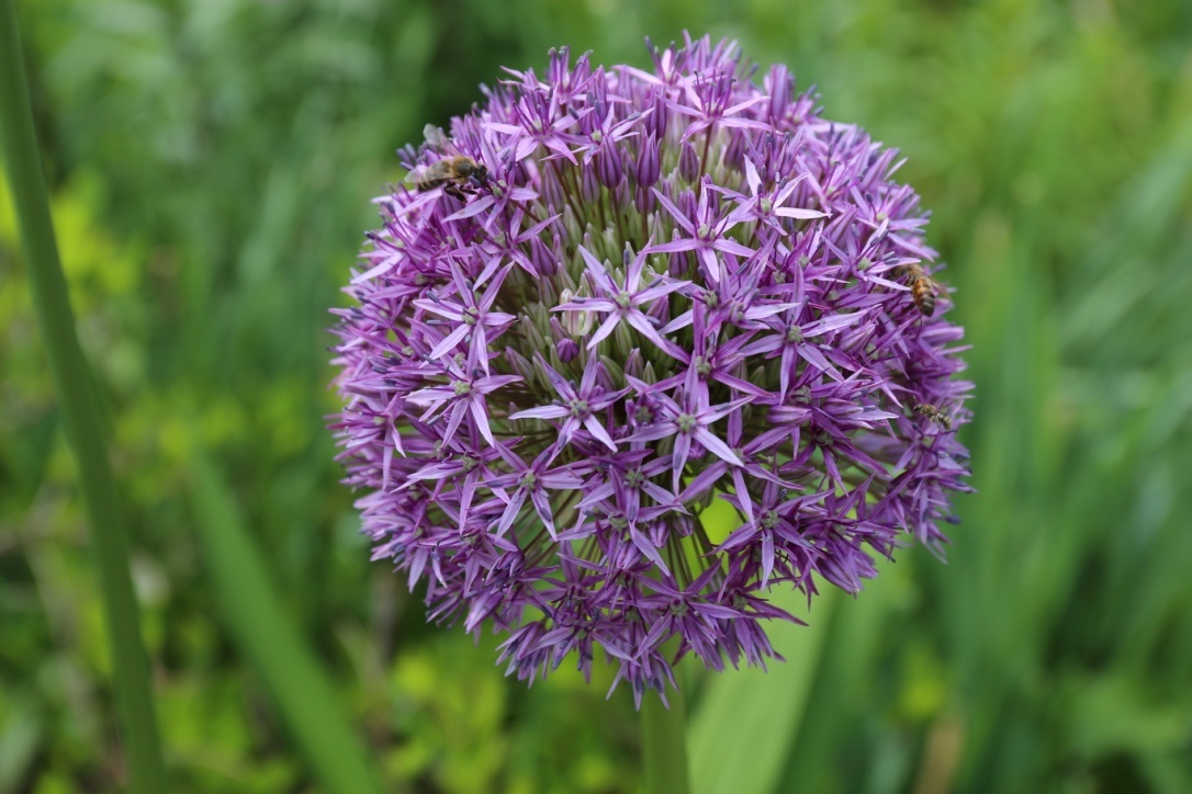 purple_allium_with_bee.jpg