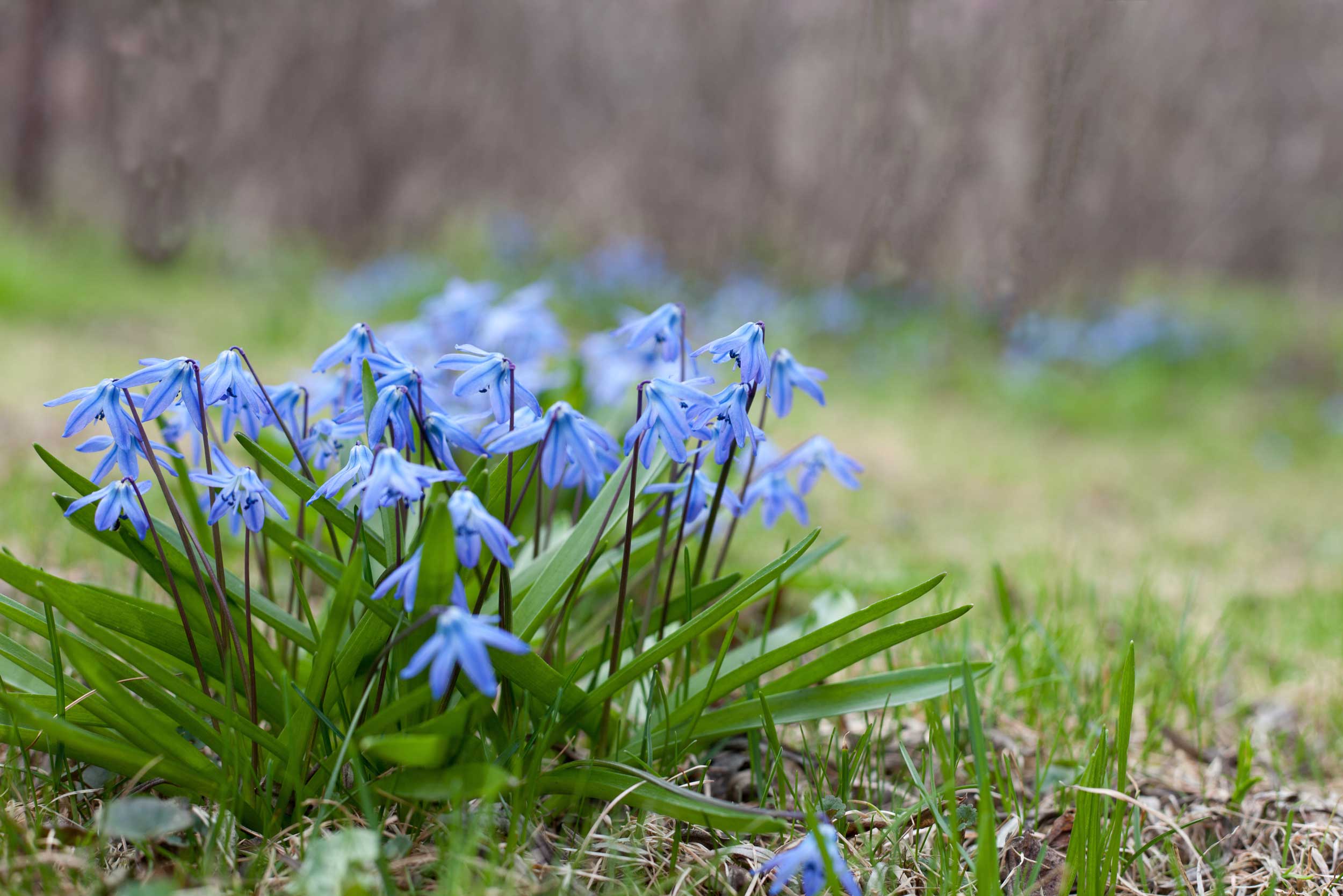 scilla-siberica.jpg