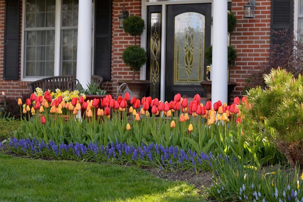 tulips-in-display-bed_1.jpg