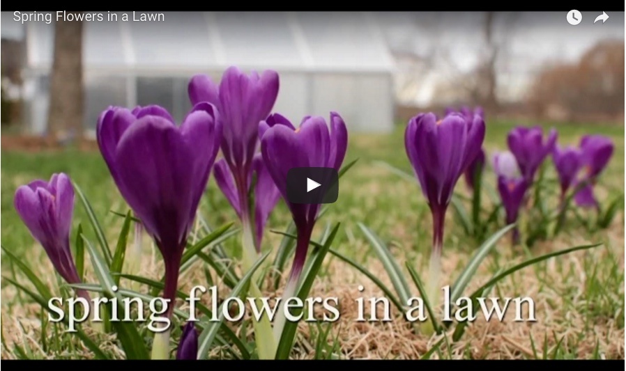 video_planting_flowers_in_a_lawn.jpg