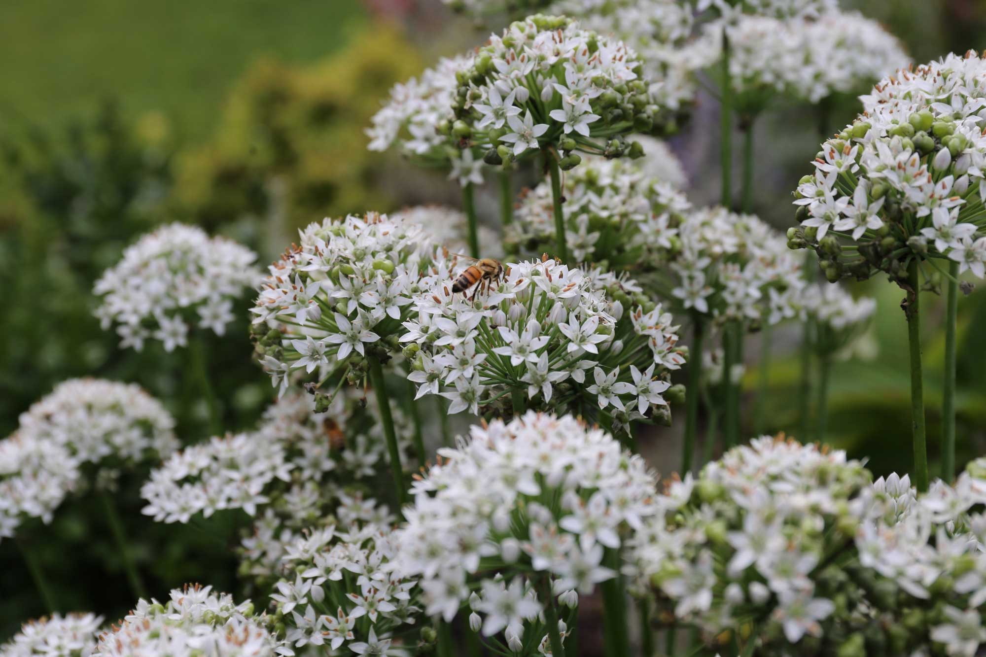 white-alliums-with-bees.jpg