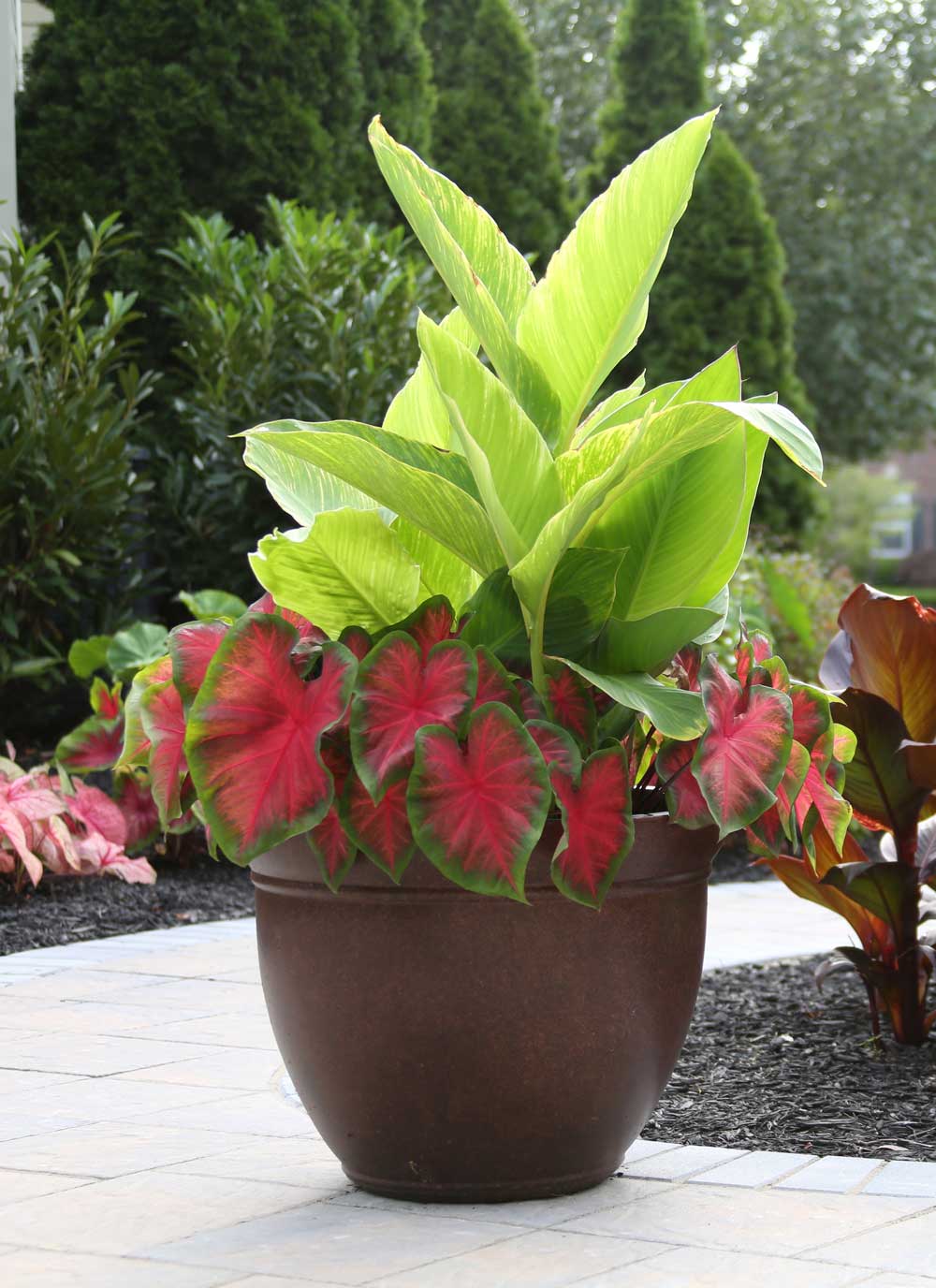 Canna and caladiums.jpg