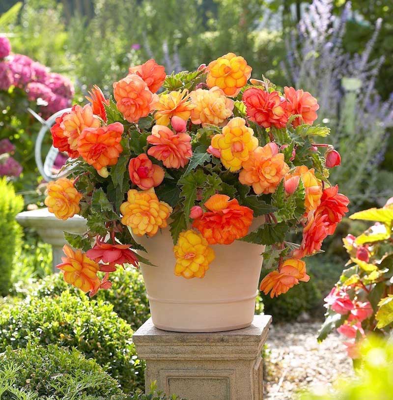 Golden Balcony Begonia.jpg