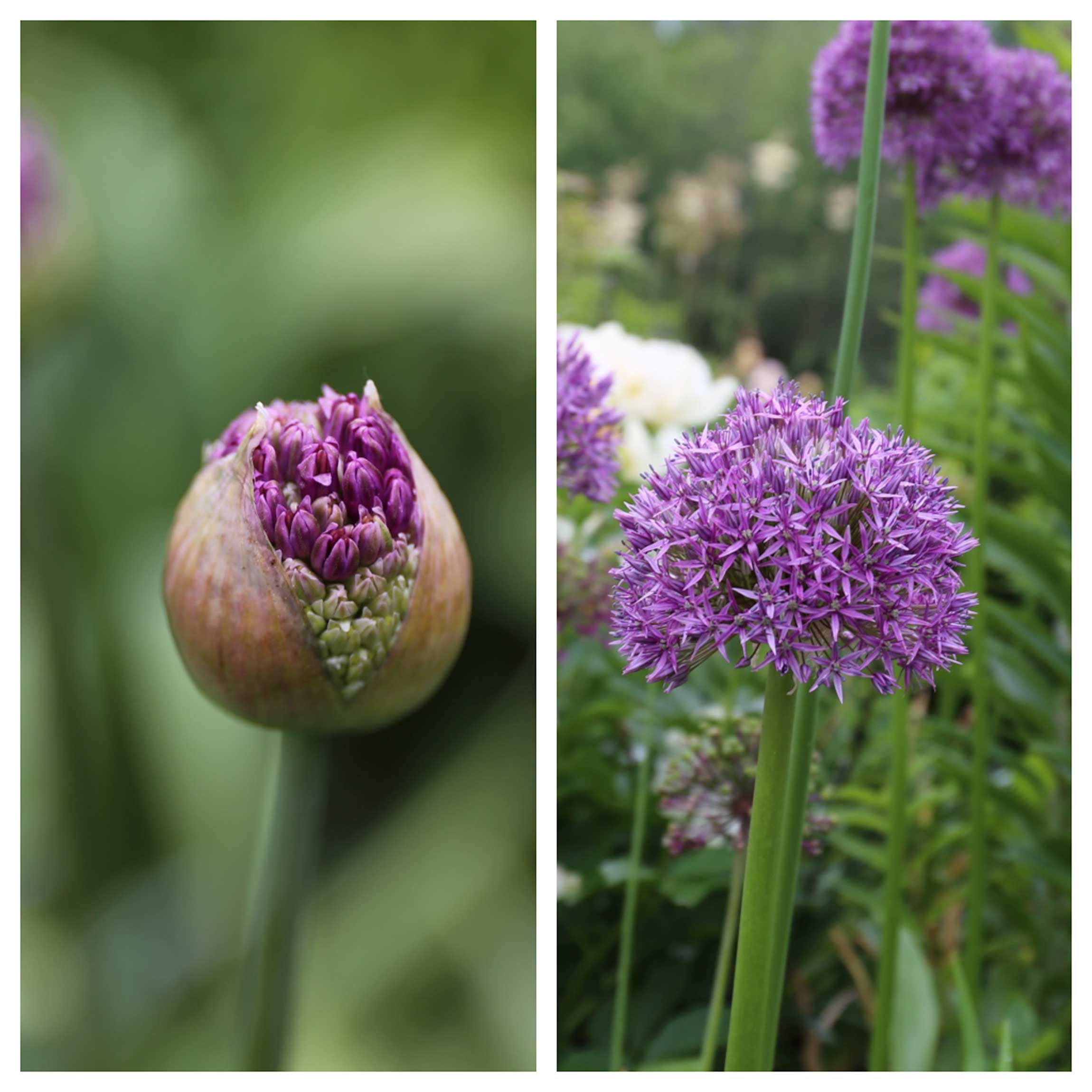 allium-diptic.jpg