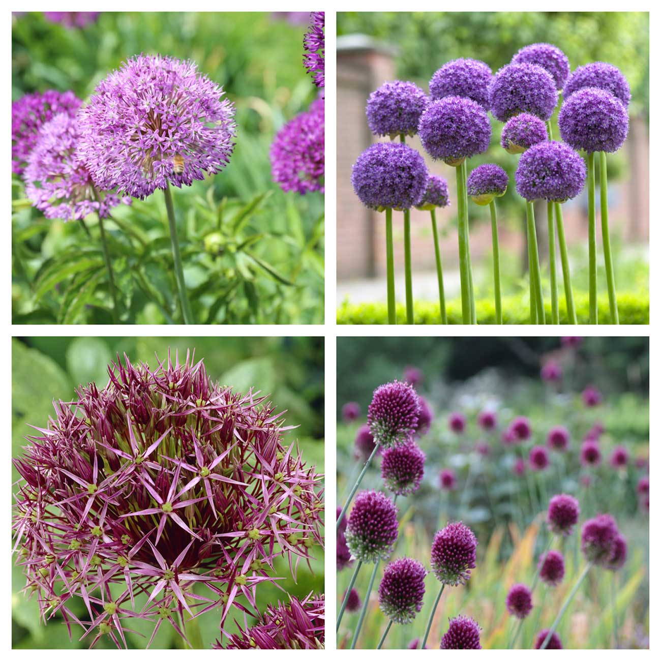 allium-varieties.jpg