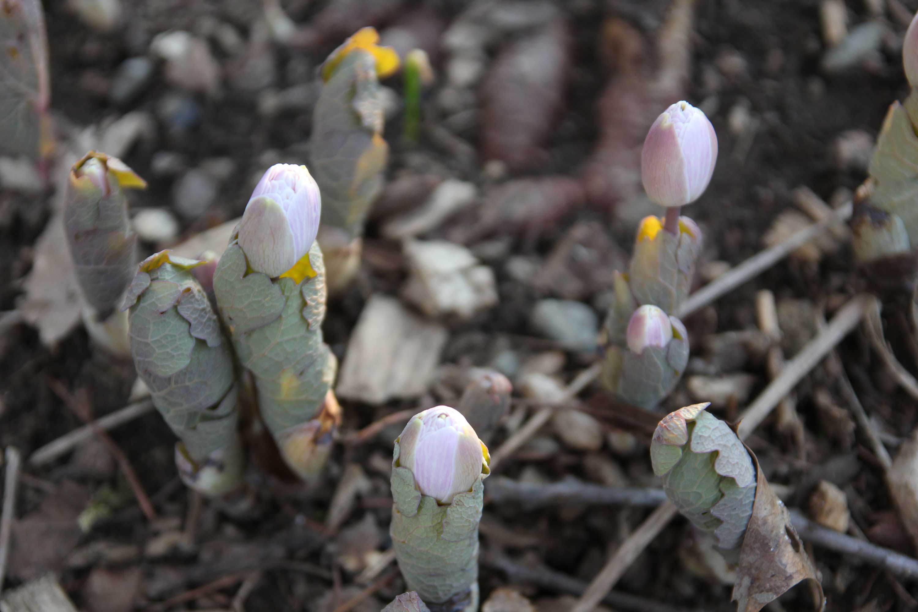 bloodroot in bud.jpg