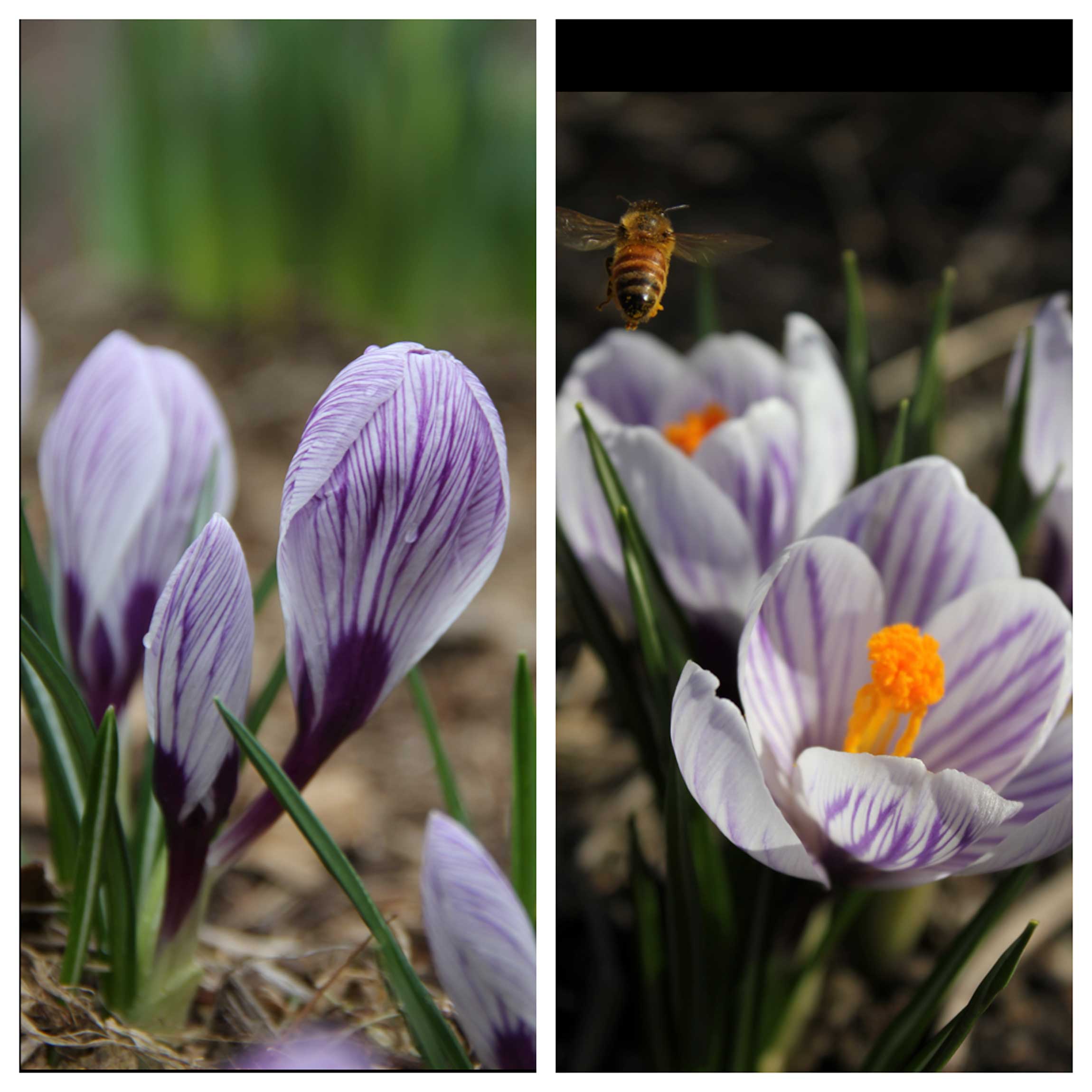 crocus-diptic.jpg