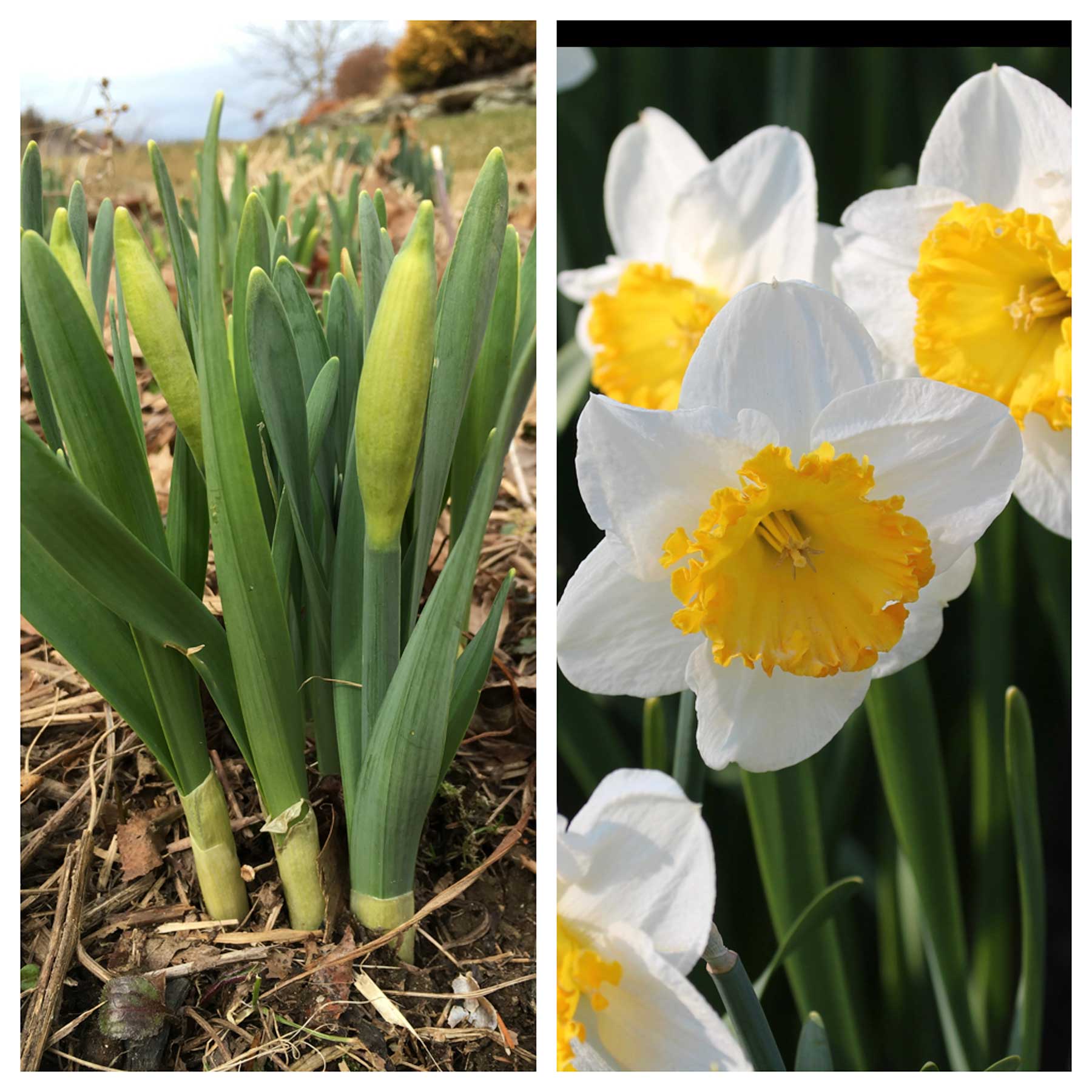 Daffodil Ice Follies