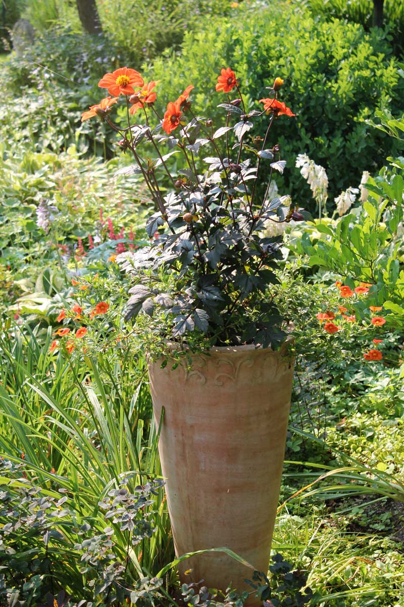 dahlia-in-pot.jpg