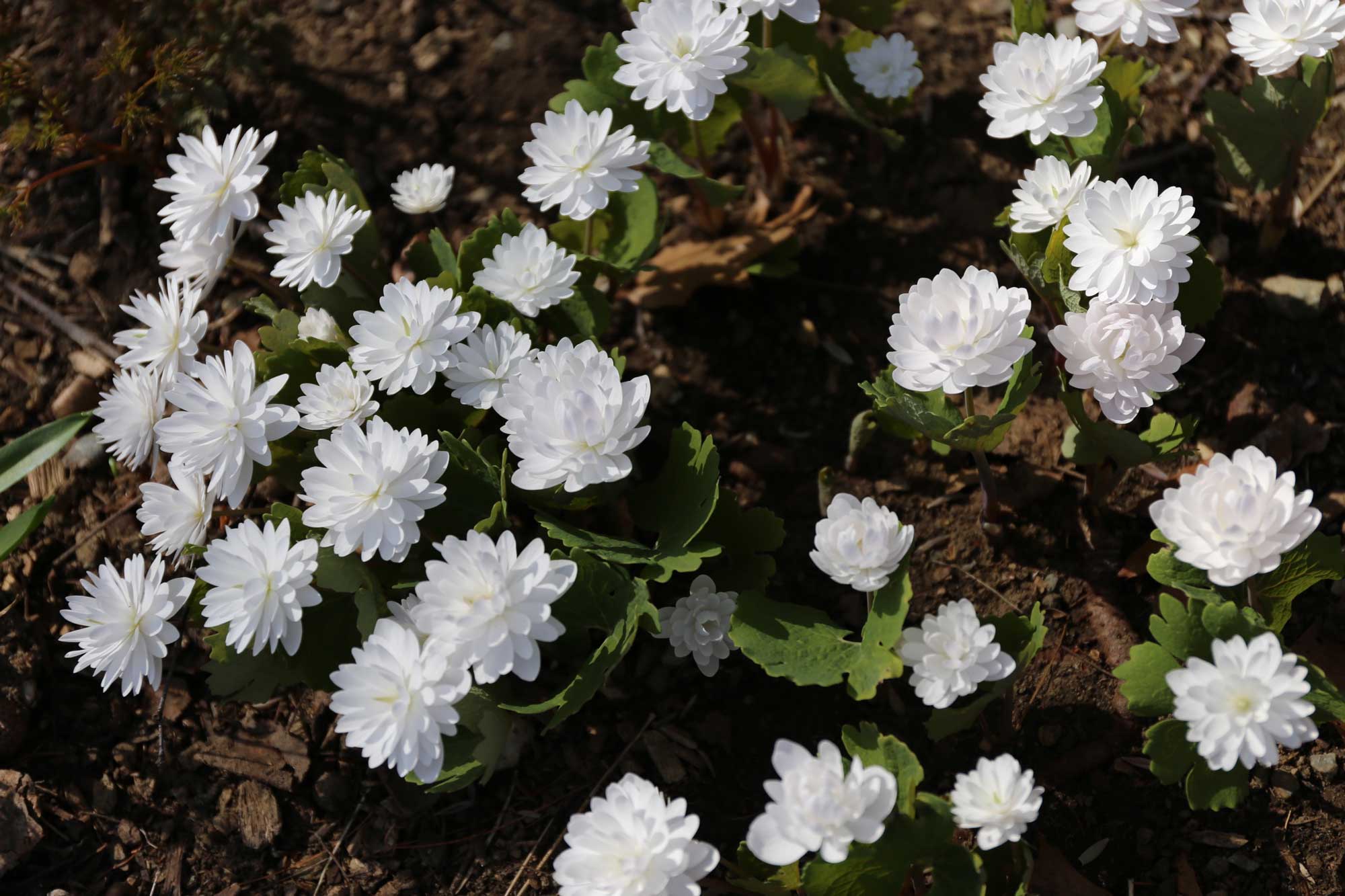 double-bloodroot.jpg