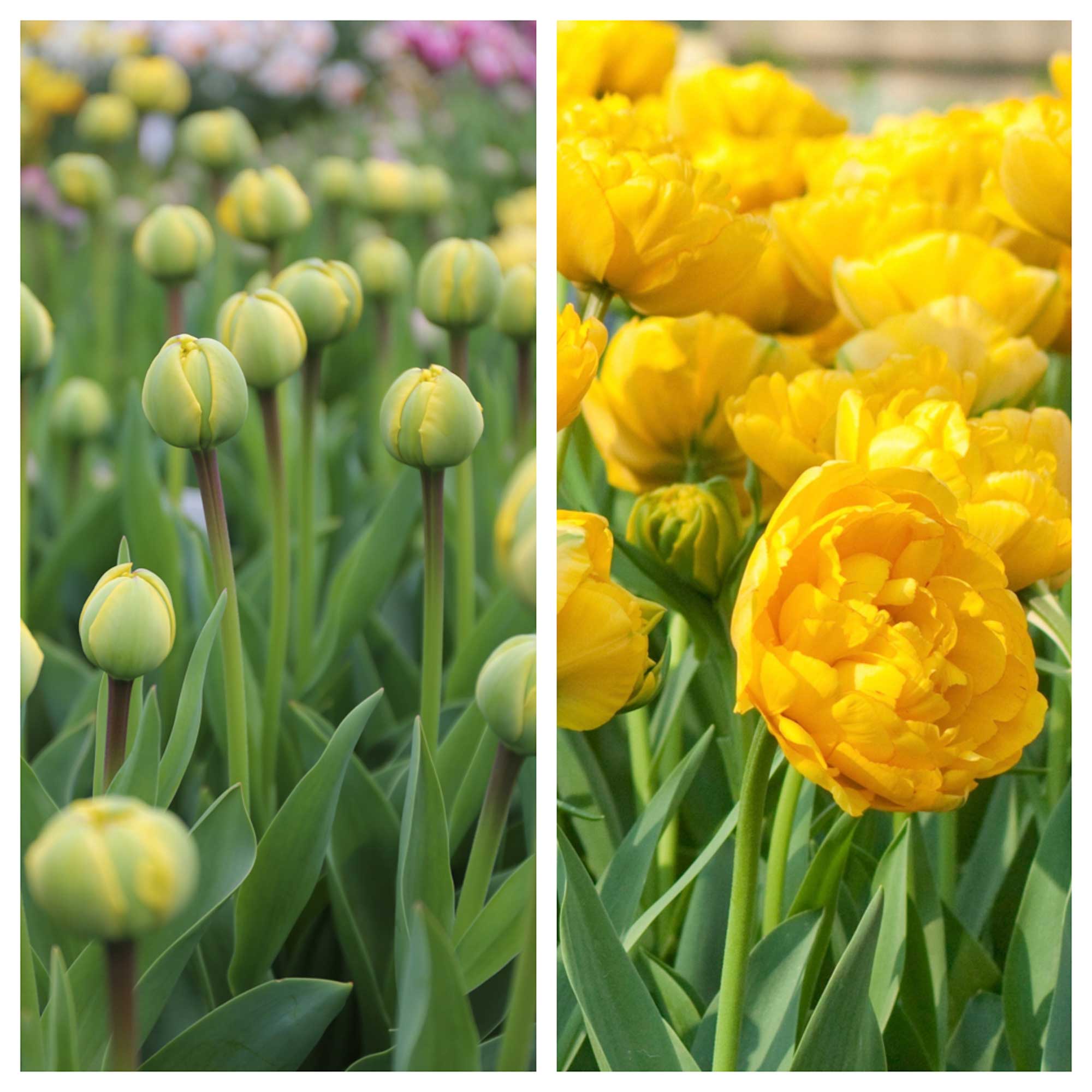 tulip yellow pomponette