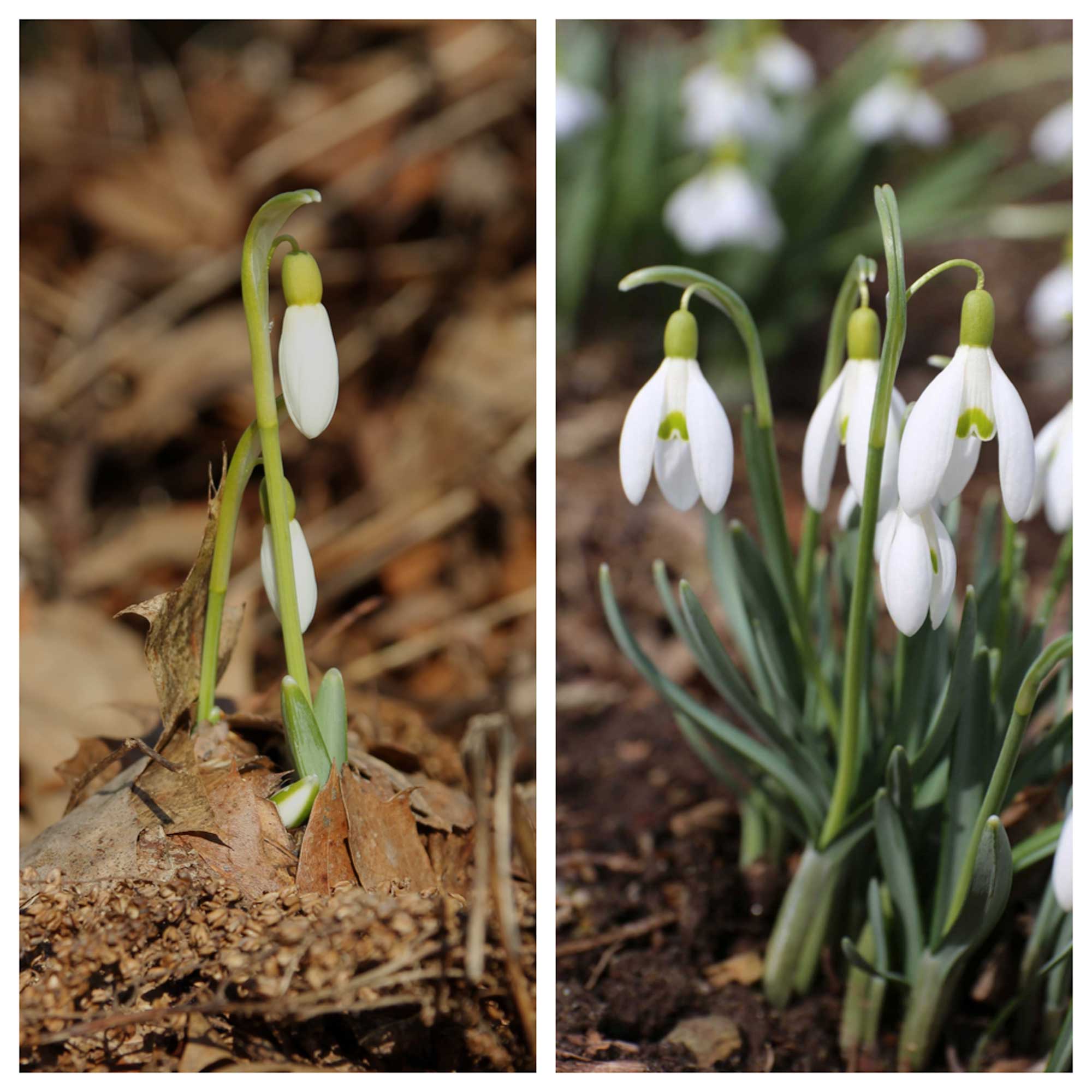 snowdrops-dyptic.jpg