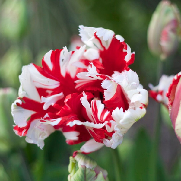 Tulip-Estella-Rijnveld.jpg