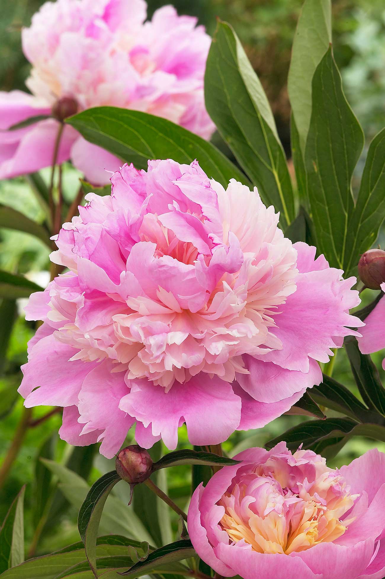 How to Extend the Peony Season Longfield Gardens