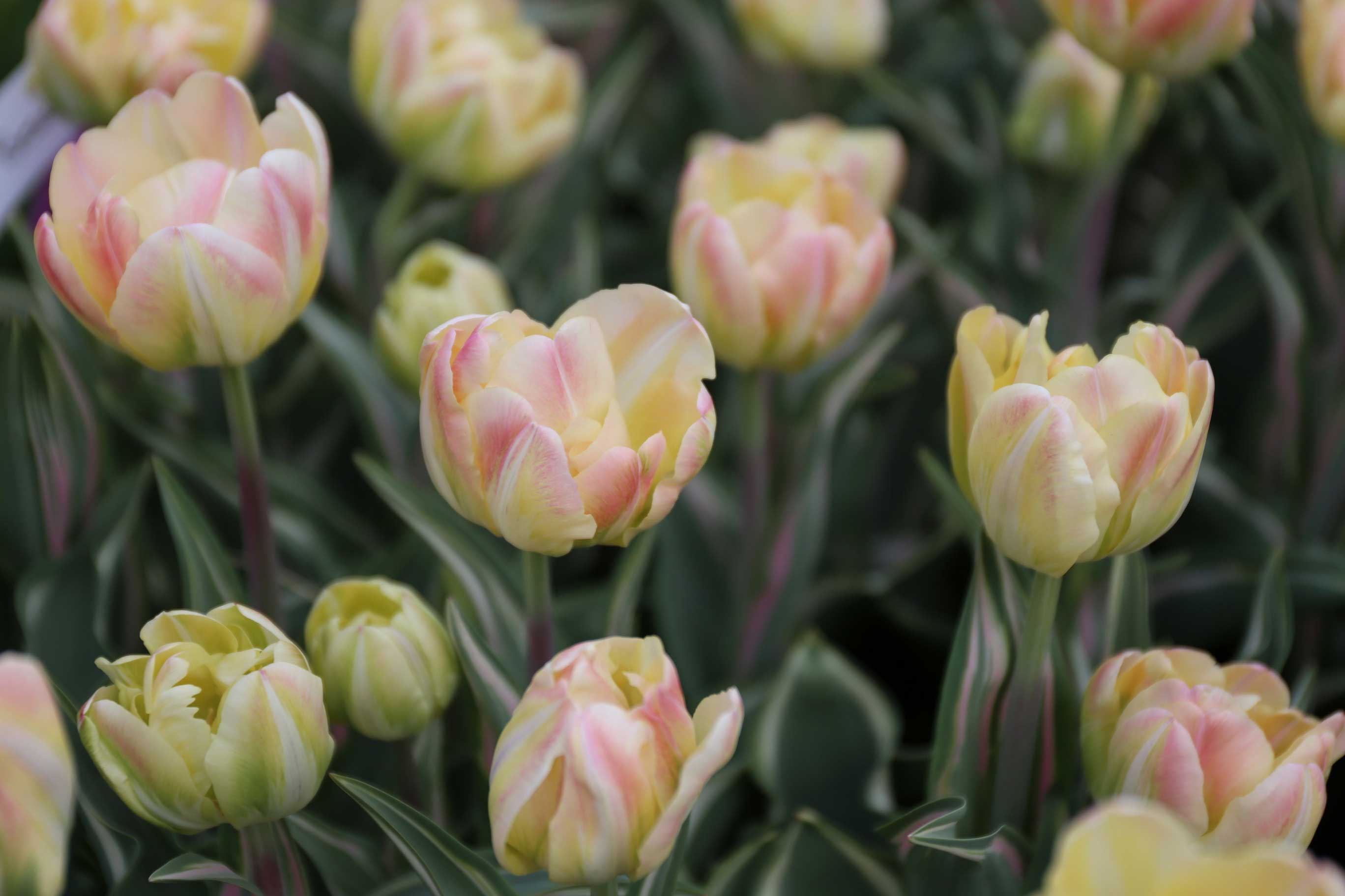 Tulip-Creme-Upstar.jpg