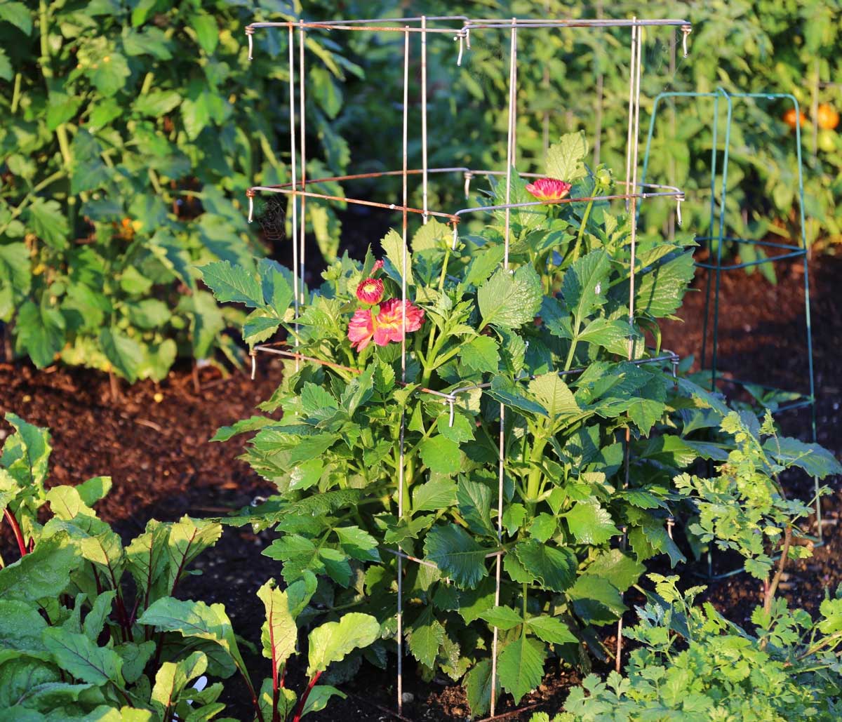 dahlia-Icoon-in-tomato-cage.jpg