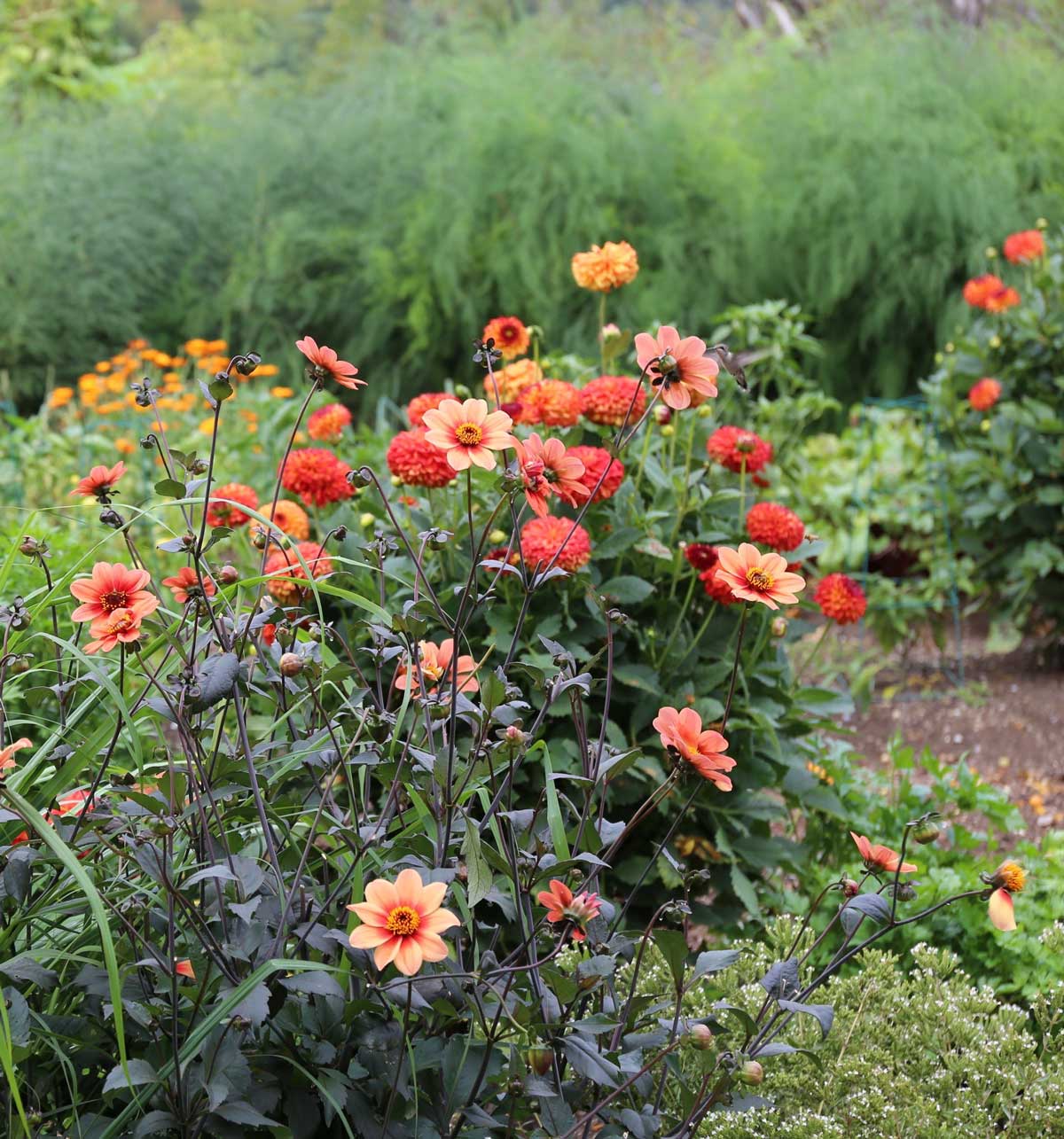 dahlia-with-hummingbird.jpg