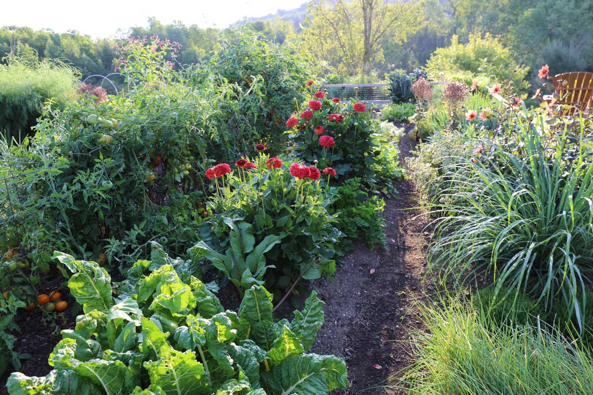 dahlias-in-vegetable-garden.jpg