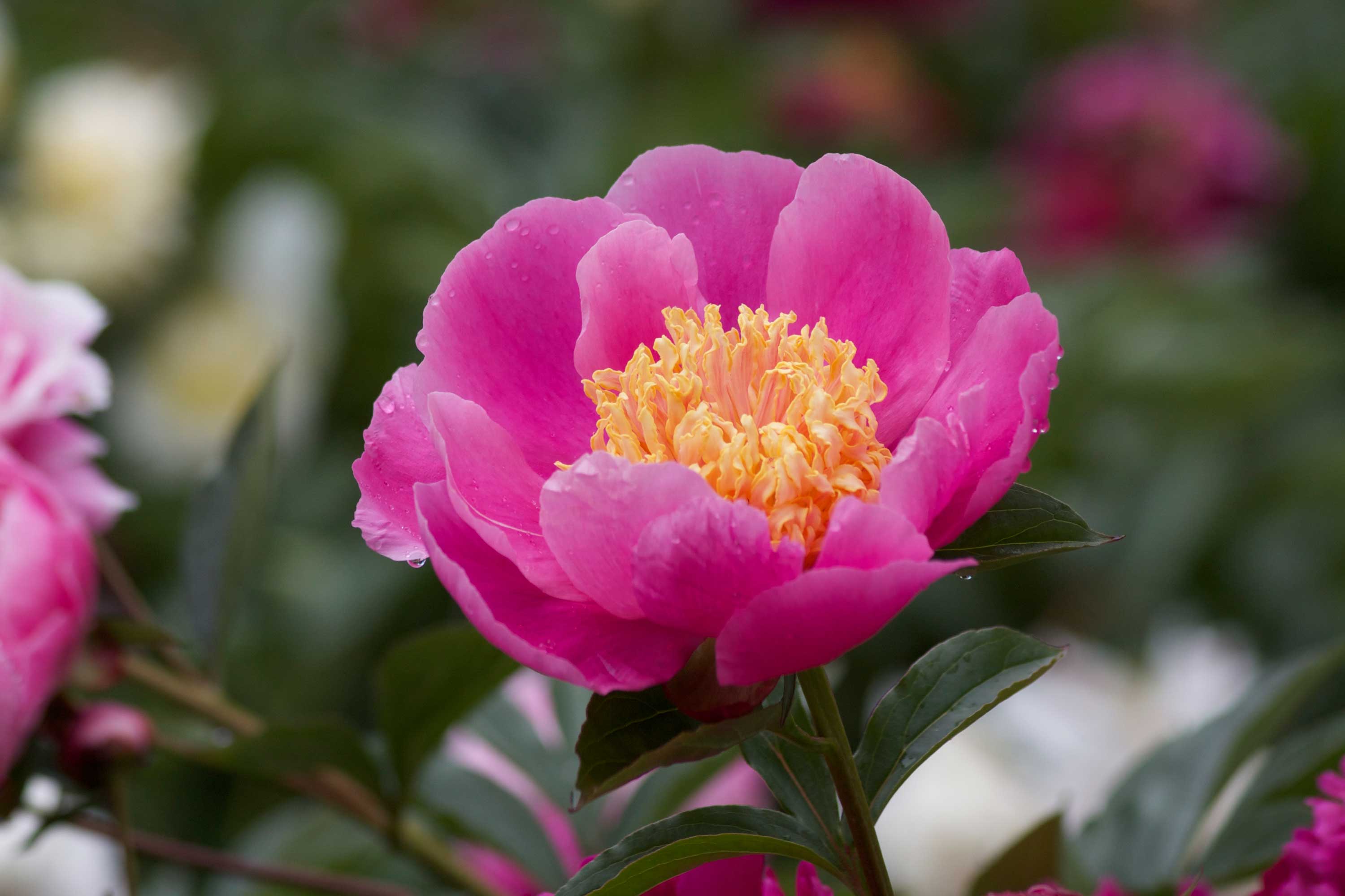 single-herbaceous-peony.jpg