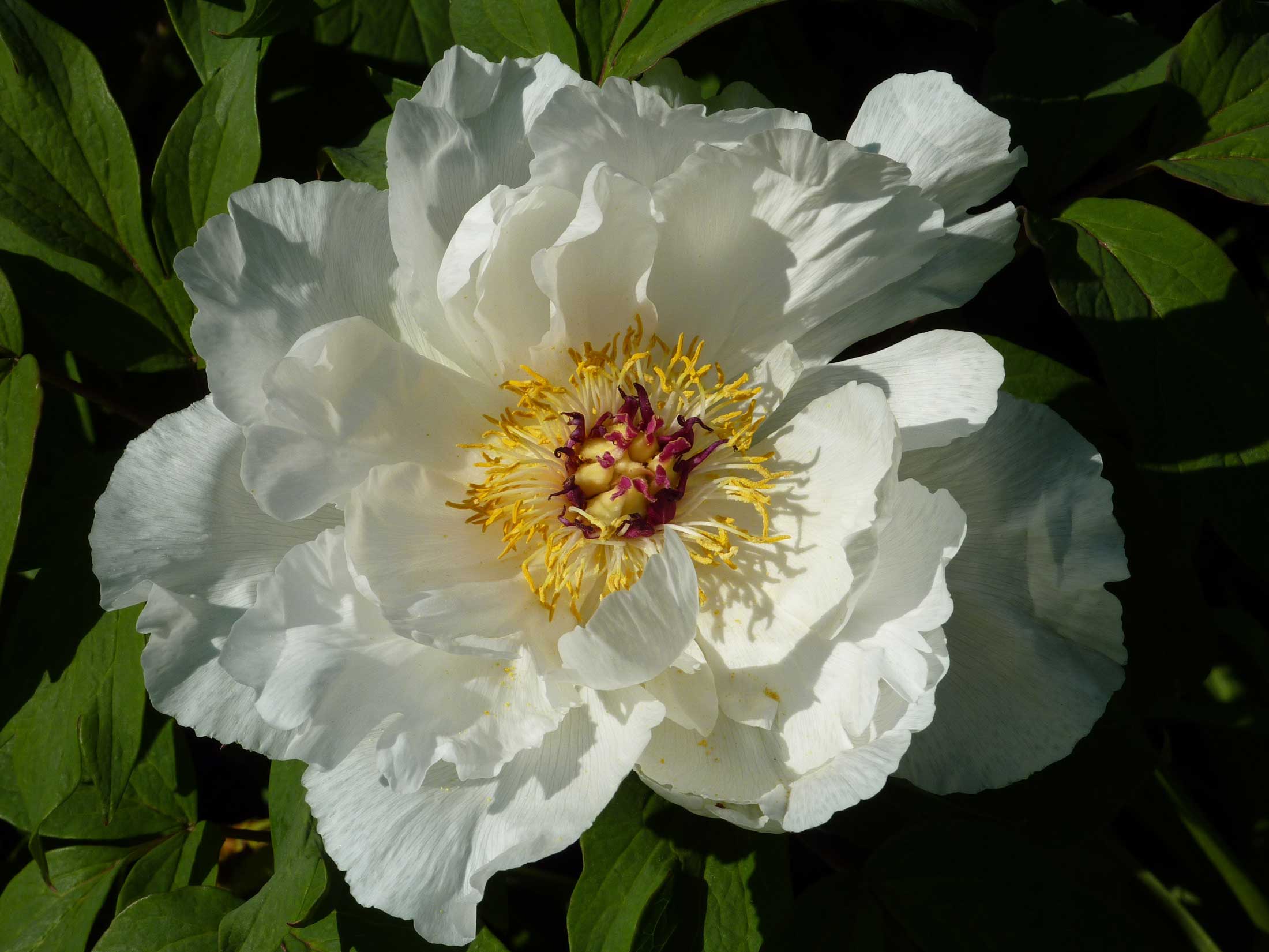 tree-peony-Renkaku.jpg