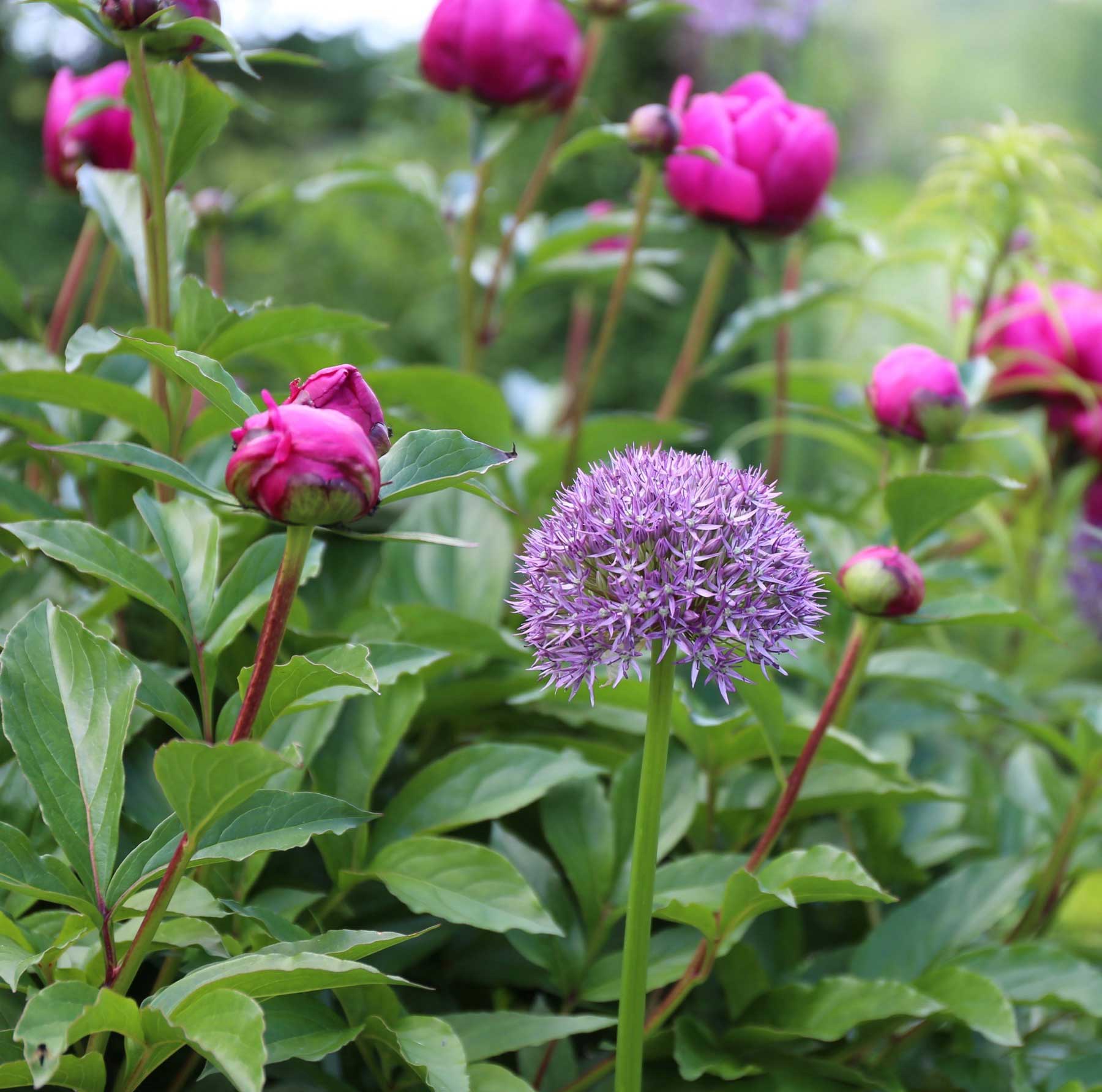 allium-and-peony.jpg