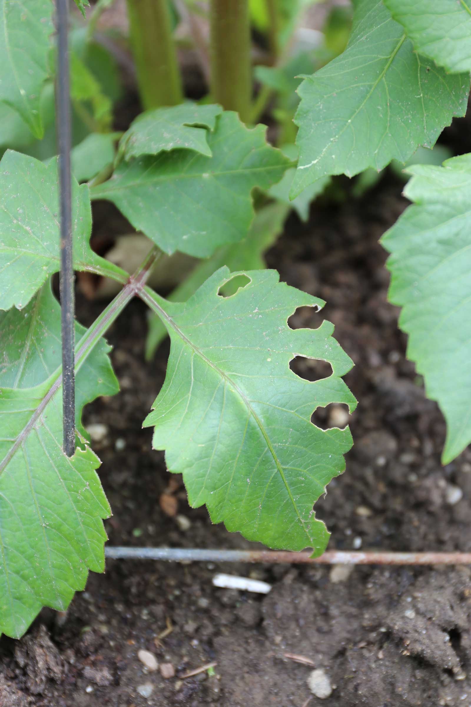 dahlia-with-slug-damage.jpg