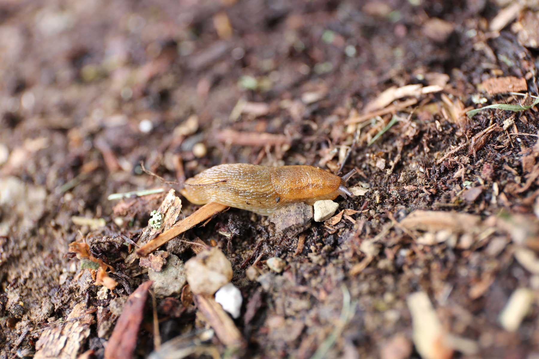 garden-slug.jpg