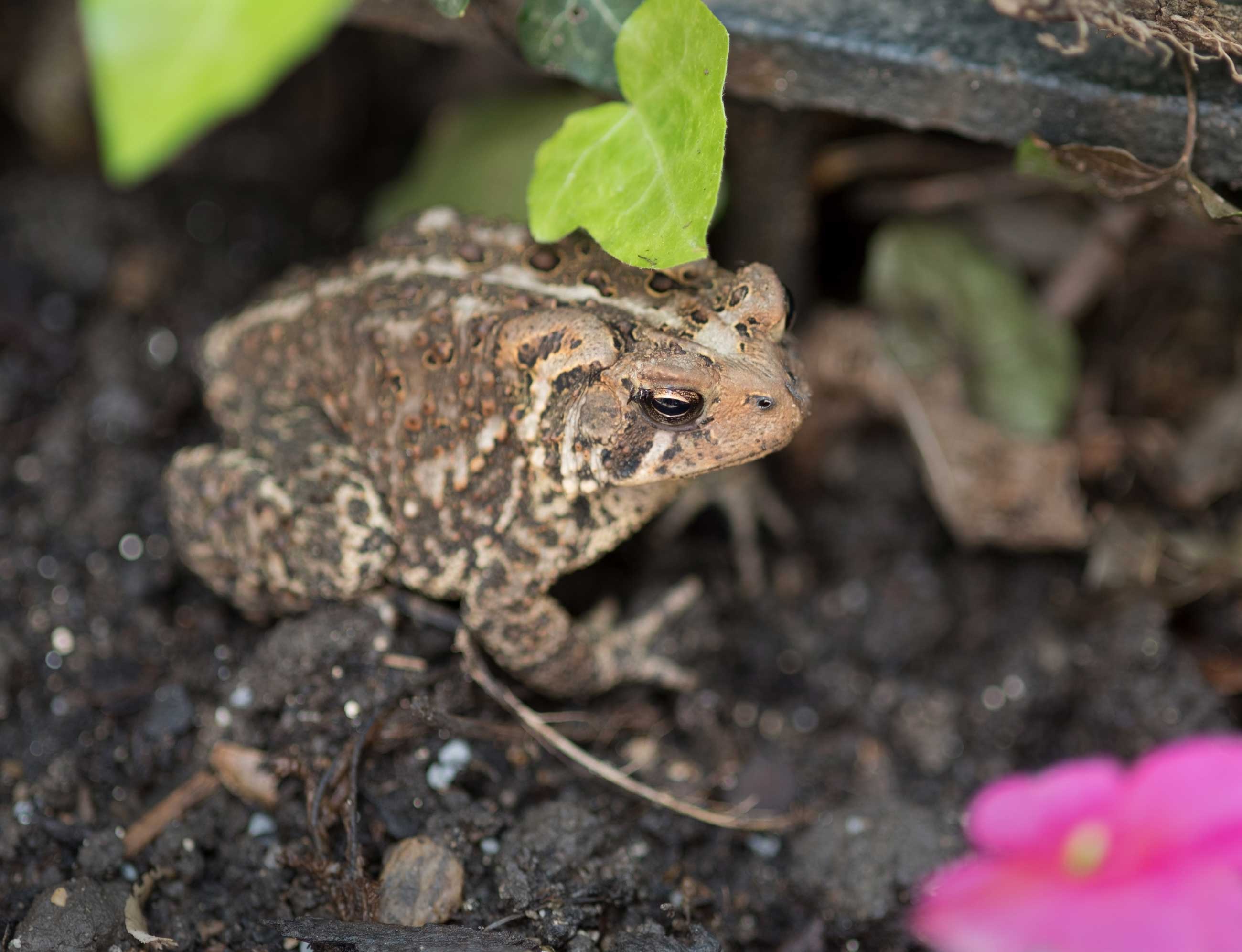 garden-toad.jpg