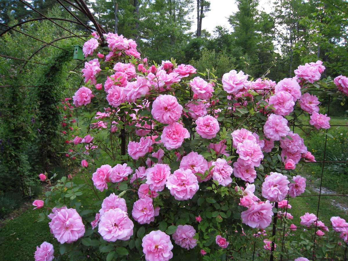 john-davis-climbing-rose.jpg