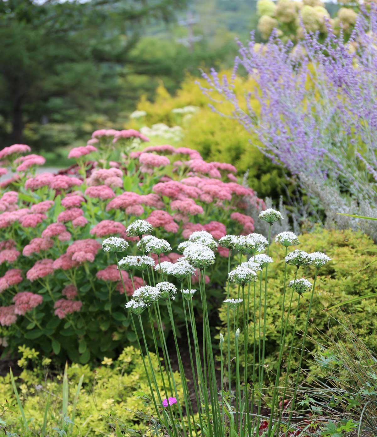 late-summer-garden.jpg