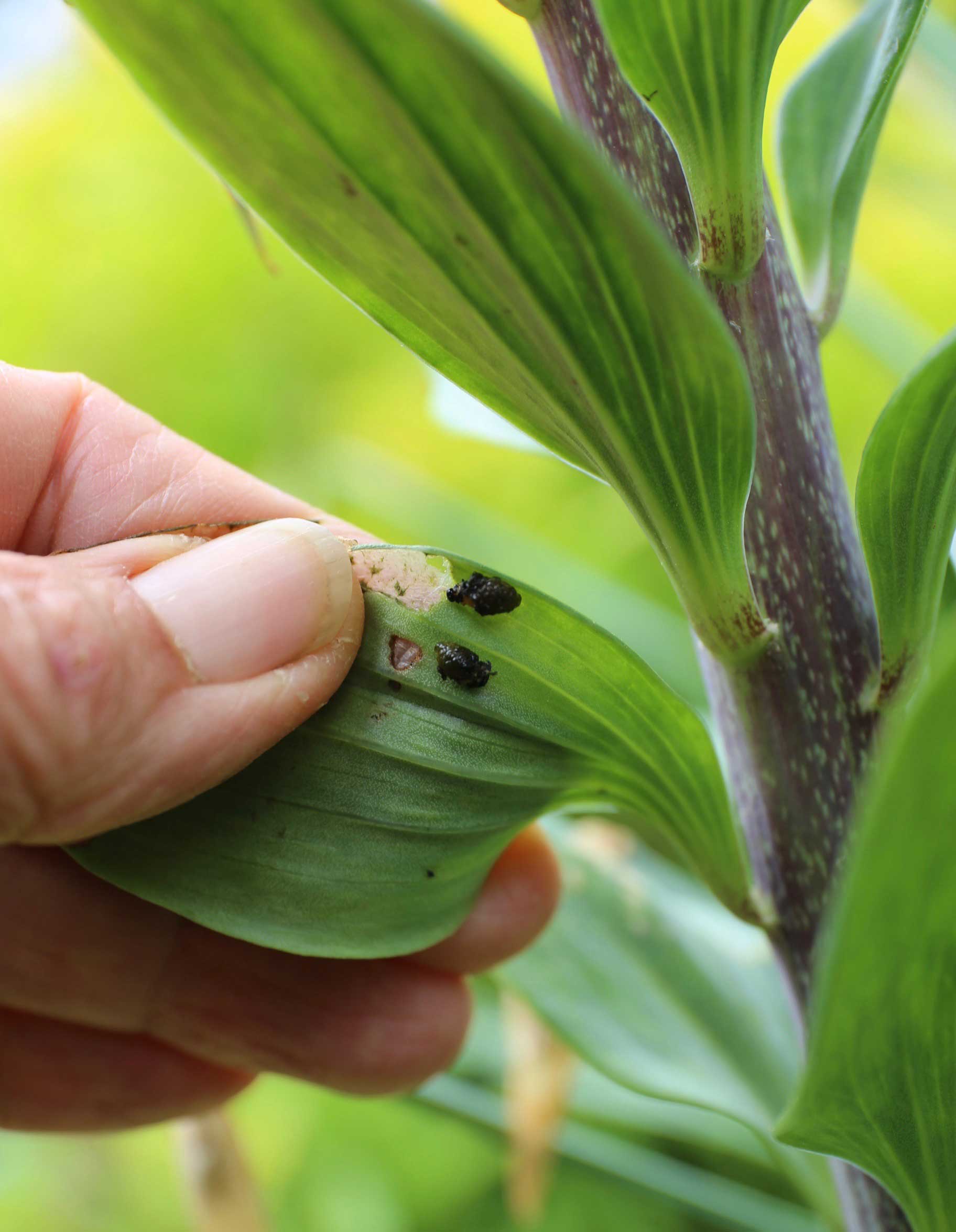 How to Control Lily Leaf Beetle - Longfield Gardens