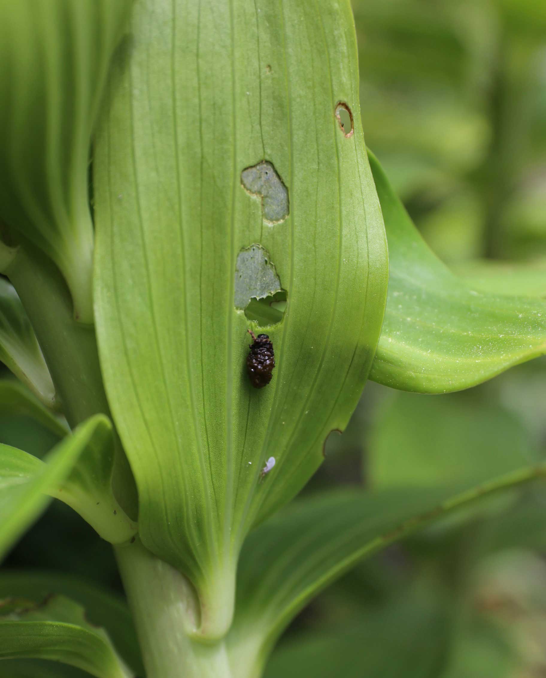 Could cedar mulch stop red lily leaf beetle? - Buffalo