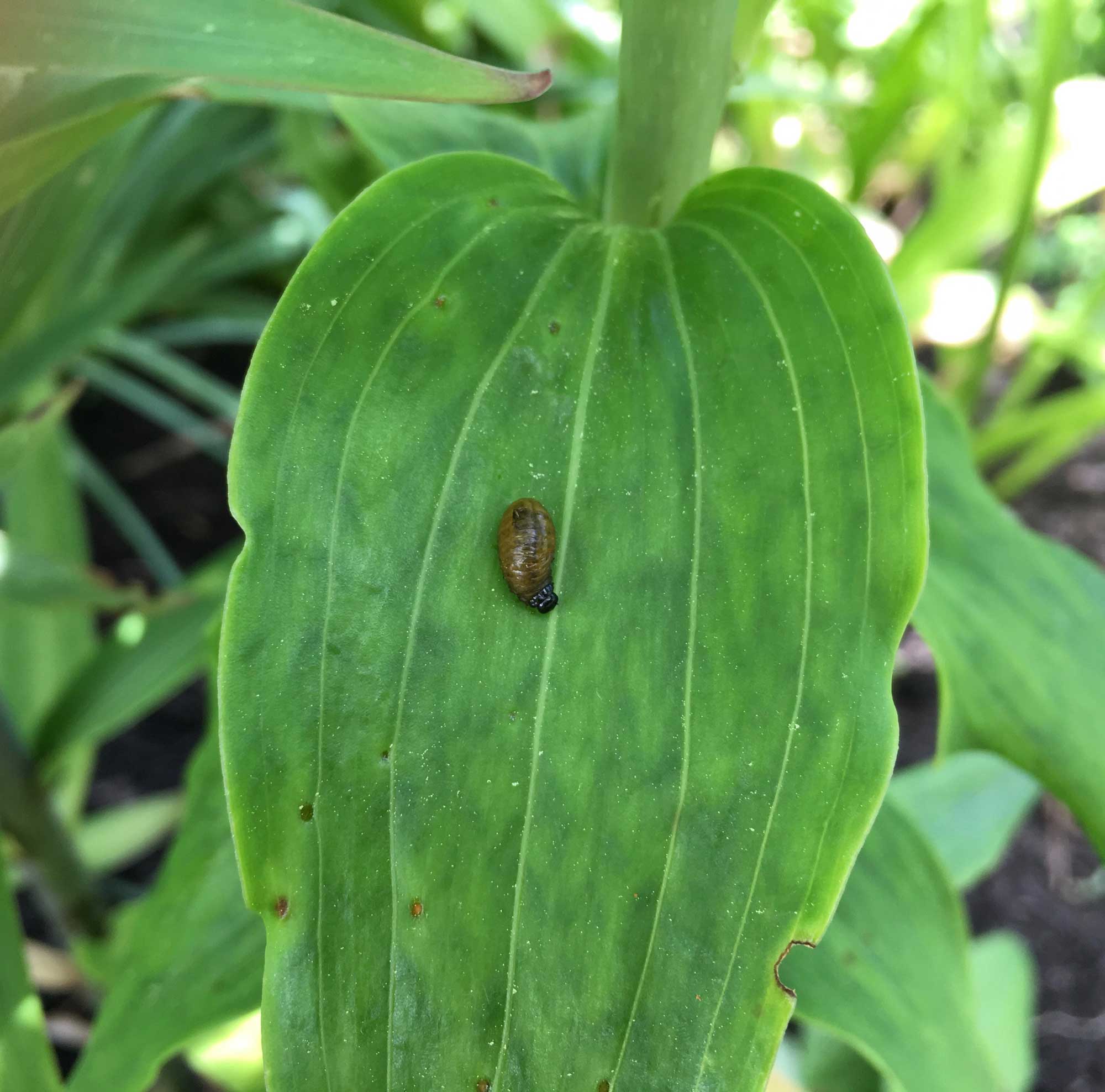 How to Control Lily Leaf Beetle - Longfield Gardens