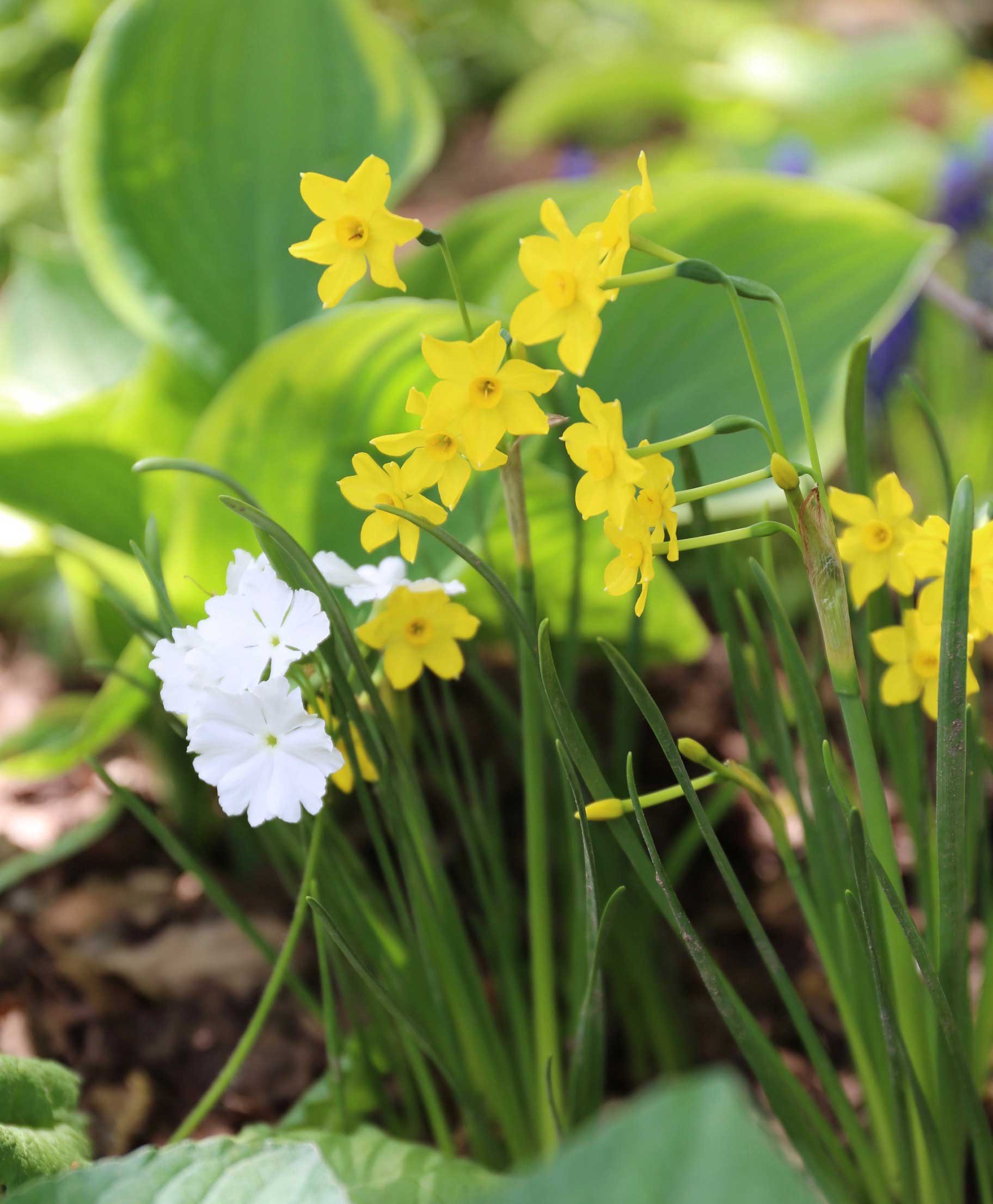 miniature-daffodil.jpg
