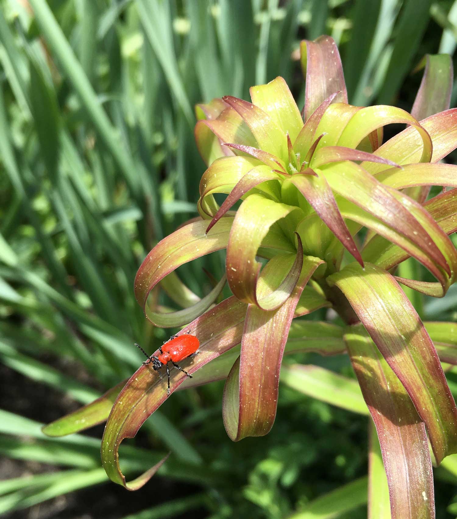 red-lily-leaf-beetle.jpg