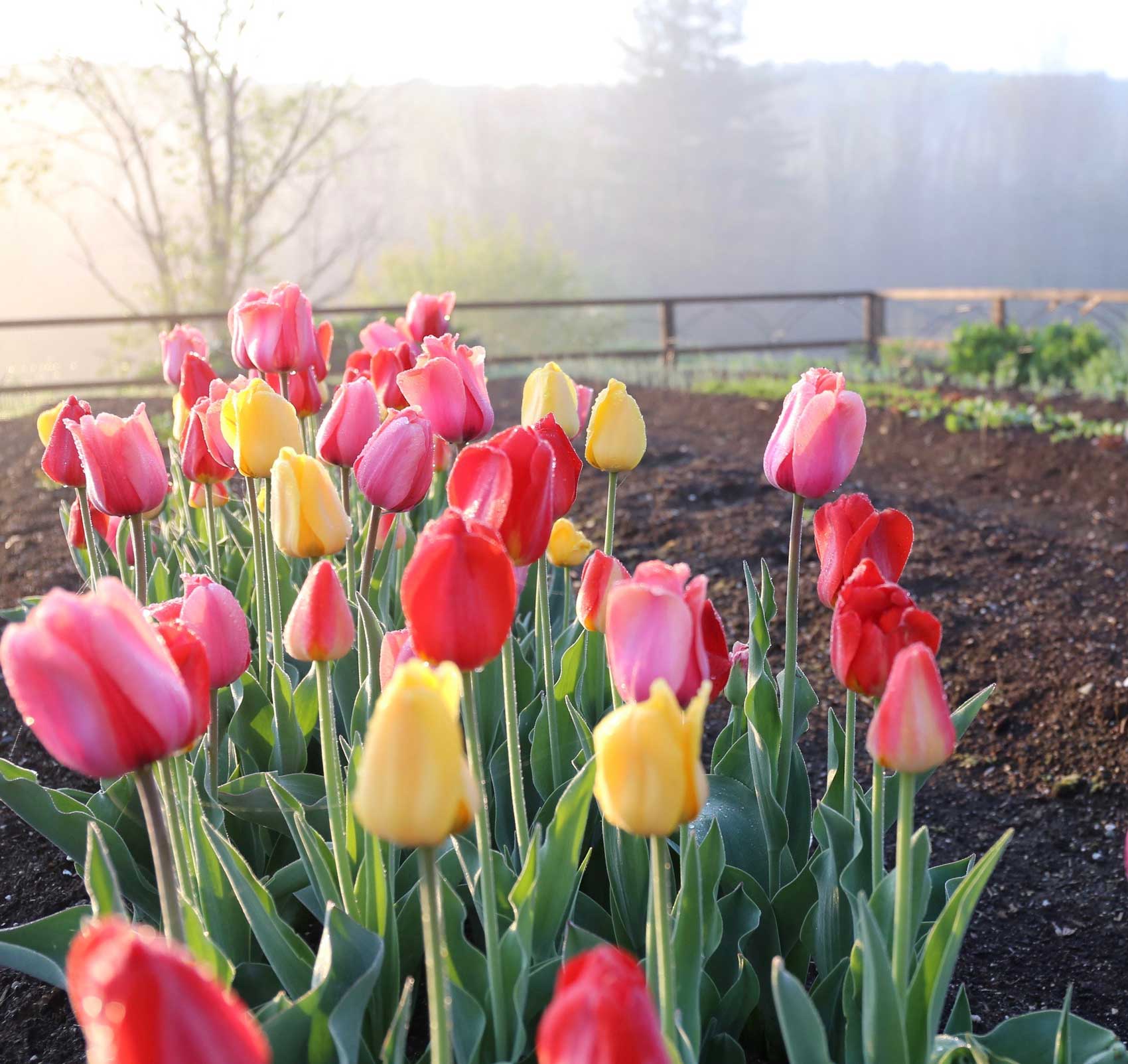 tulips-in-vegetable-garden.jpg