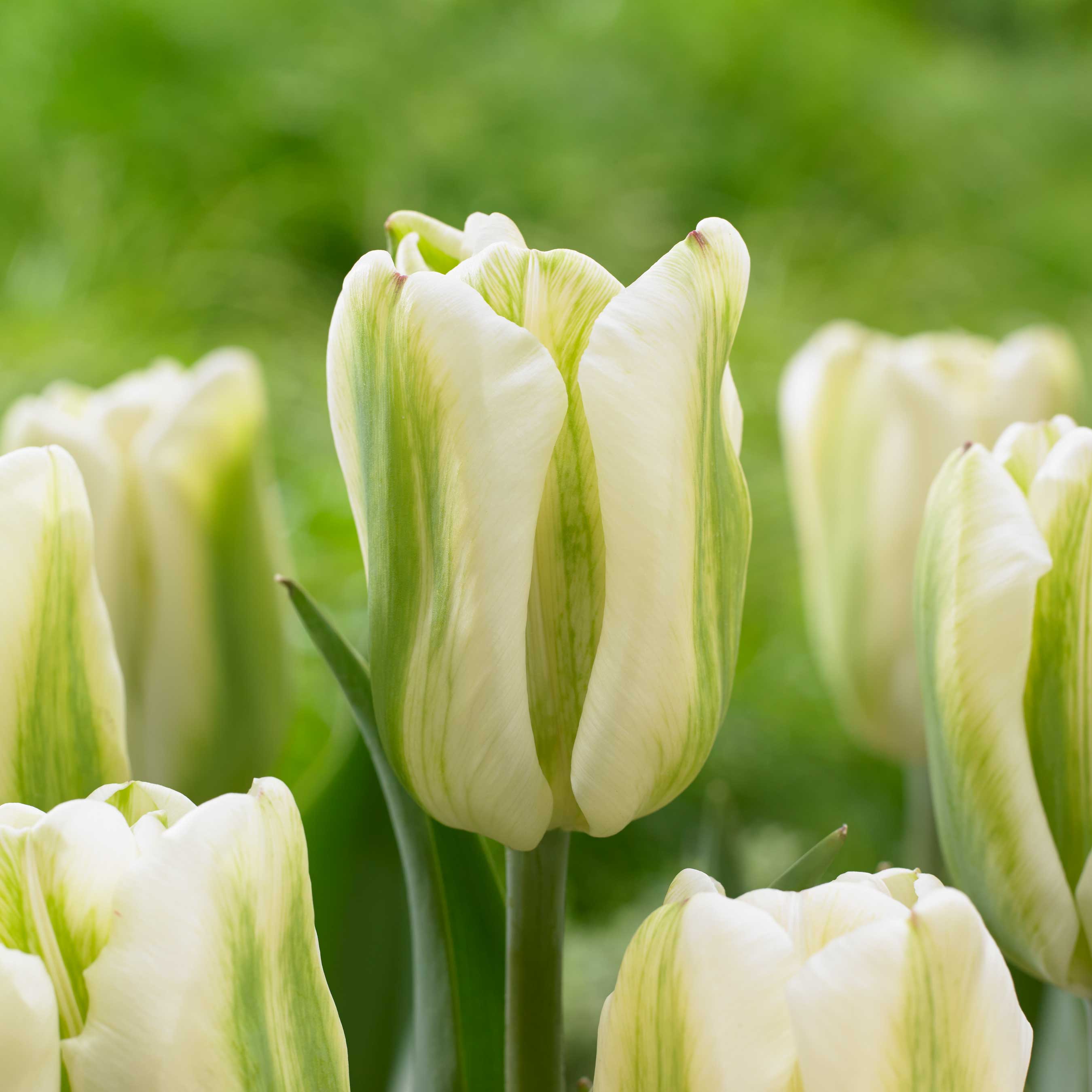 01-Tulipa-Green-Spirit.jpg