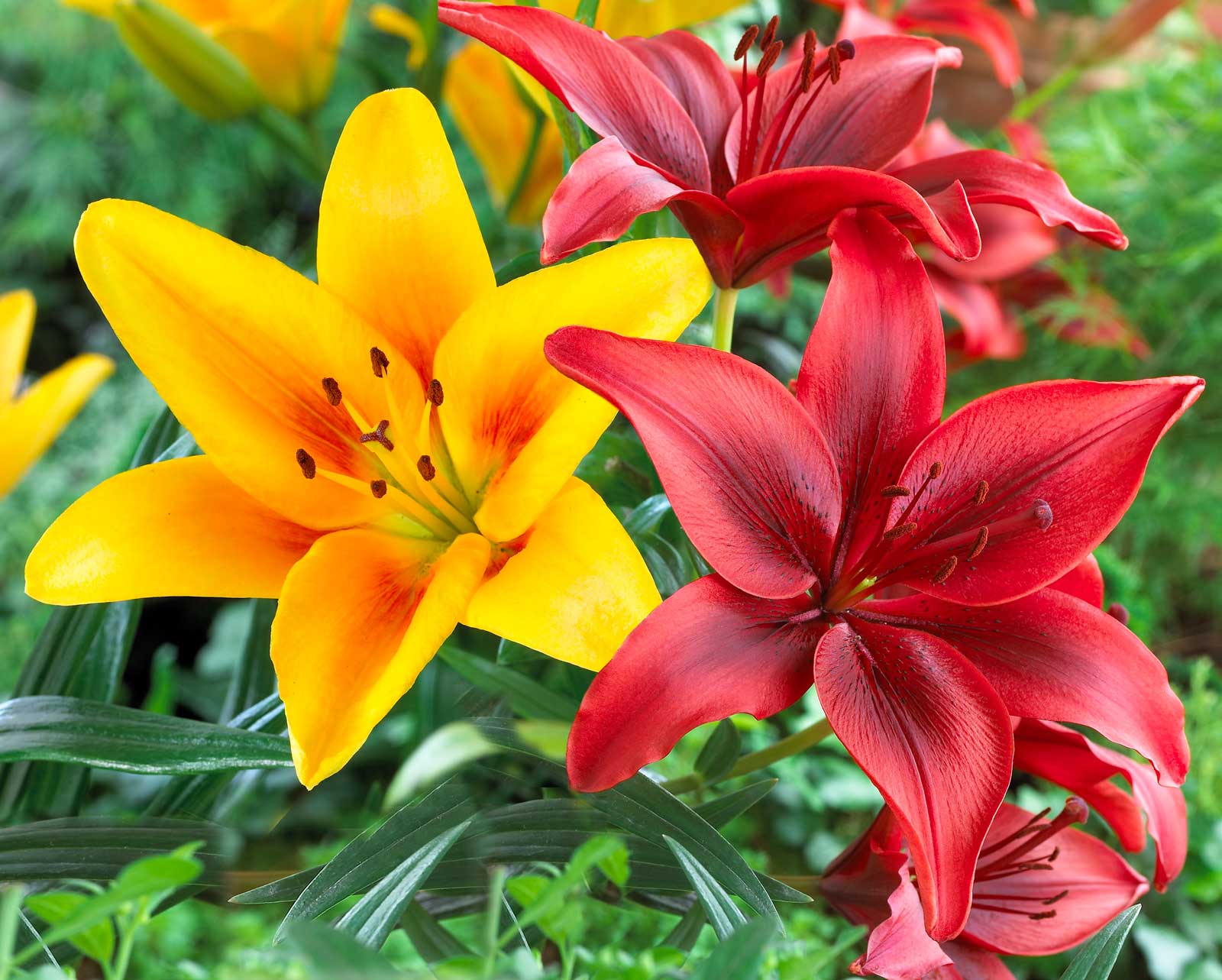 Asiatic Lilies Tall at Johnny Hardesty blog