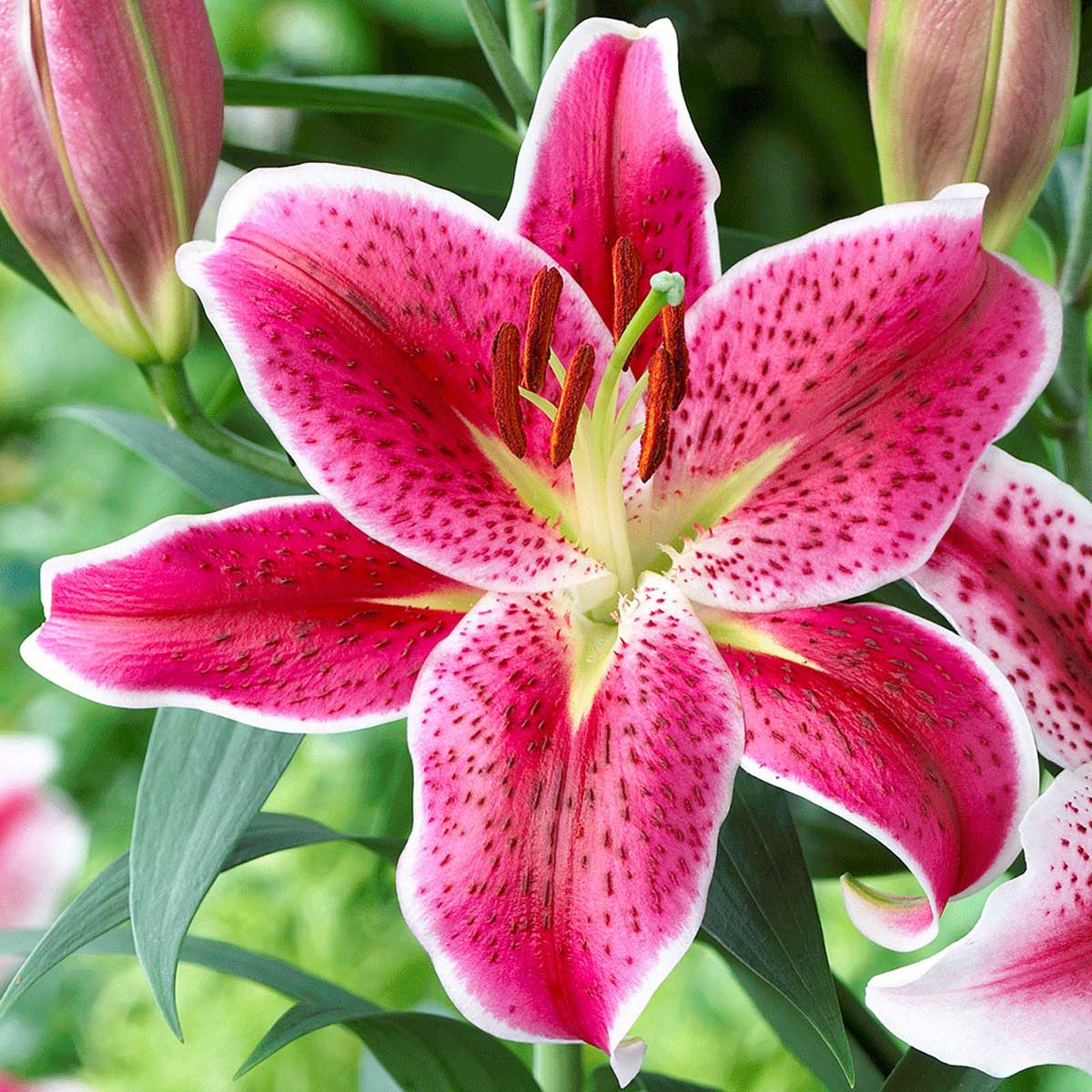 Know Your Lilies: Asiatics, Orientals, Trumpets and More! - Longfield