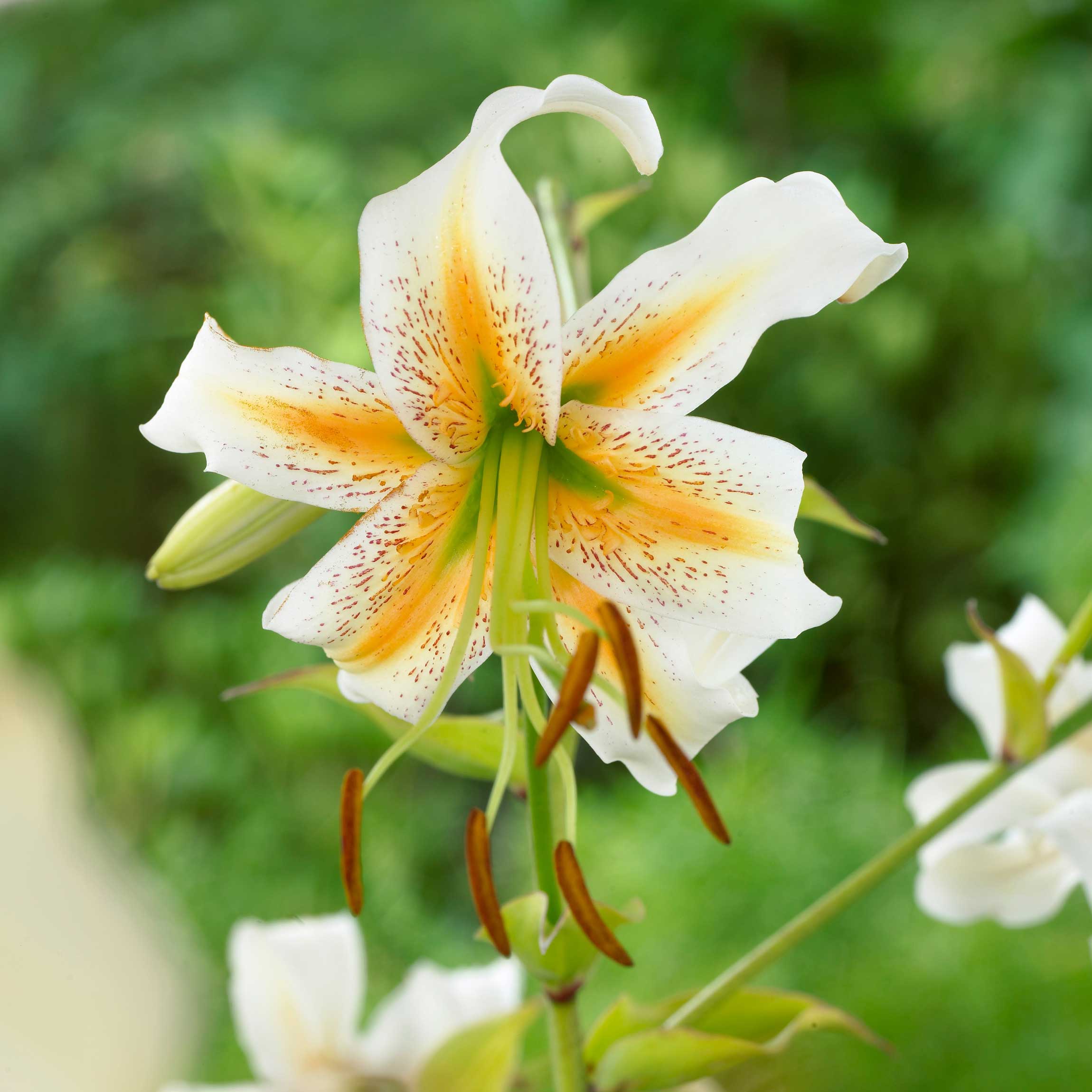 Lilium-Lady-Alice.jpg