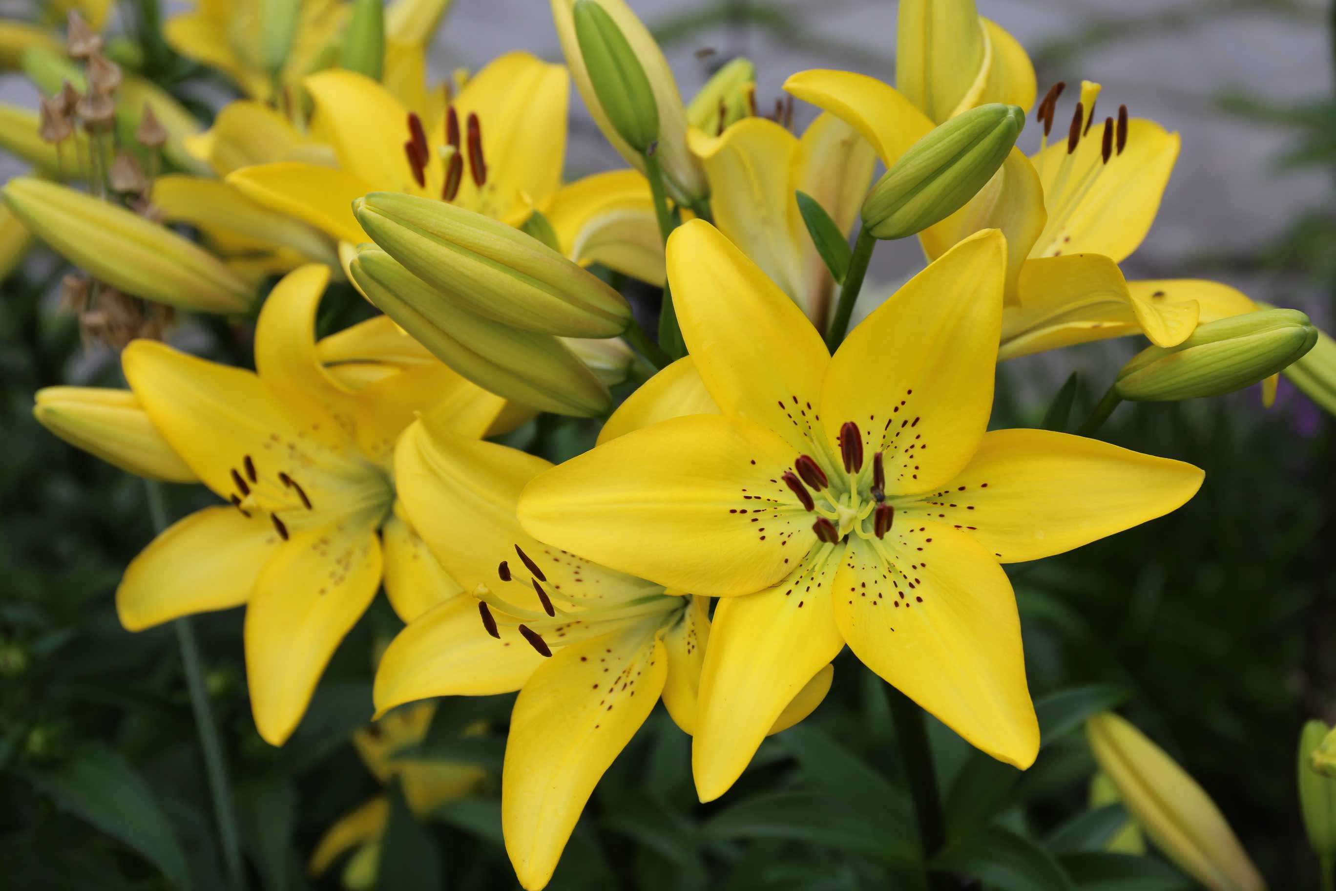 Yellow-Diamond-LA-Lily.jpg