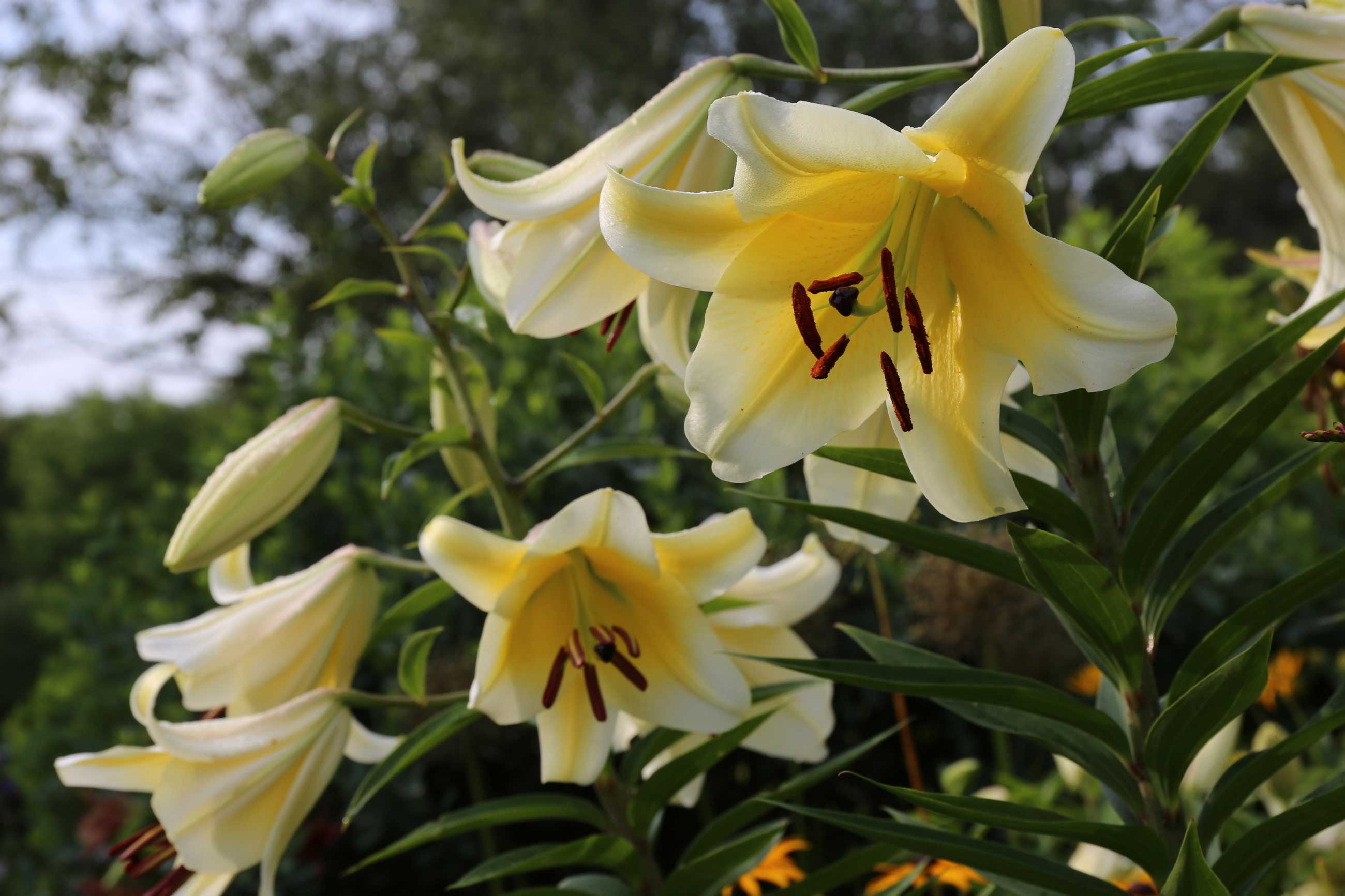 asiatic lily lovely ladies