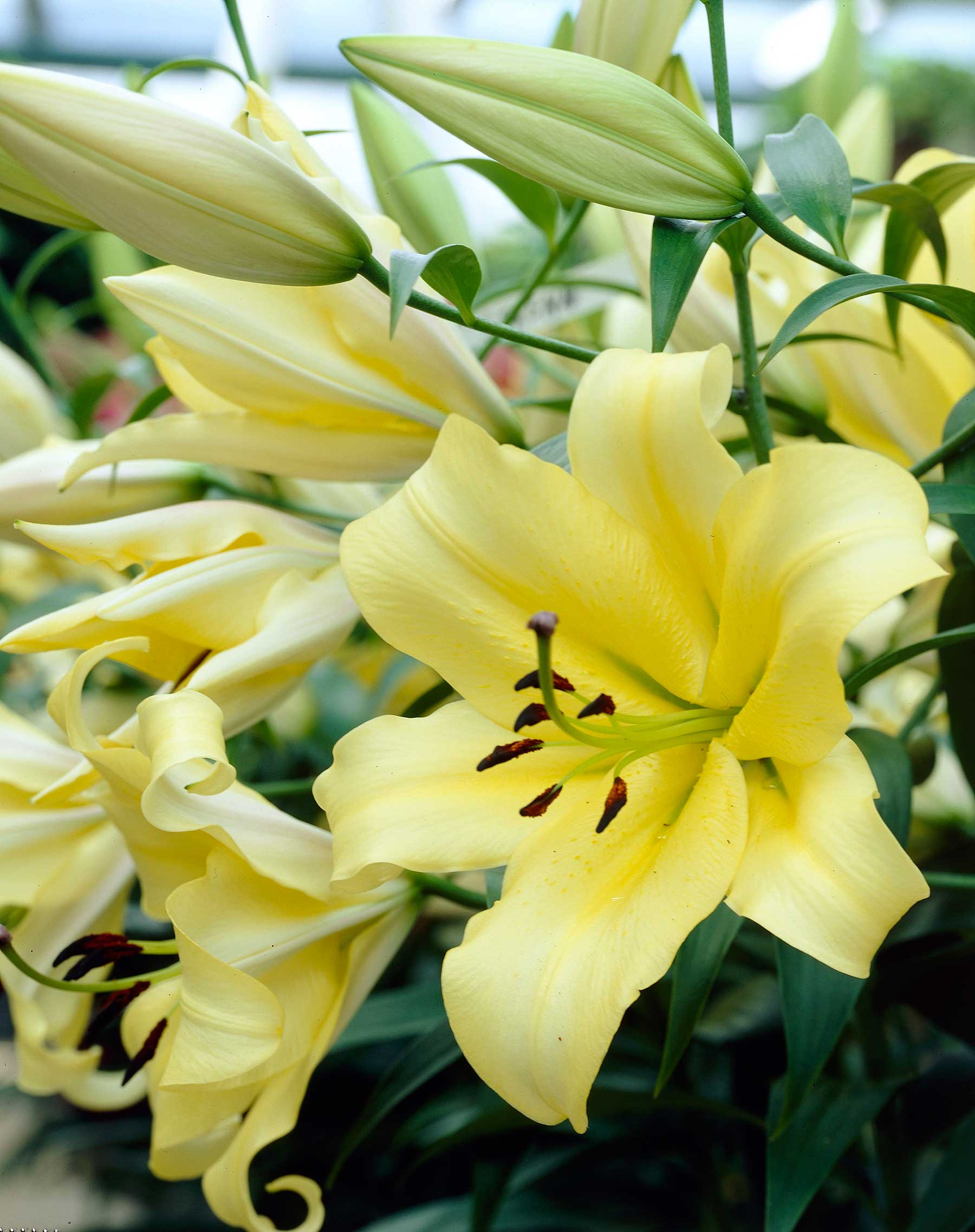 Member's Mark Oriental Trumpet Lilies (Choose color and stem count