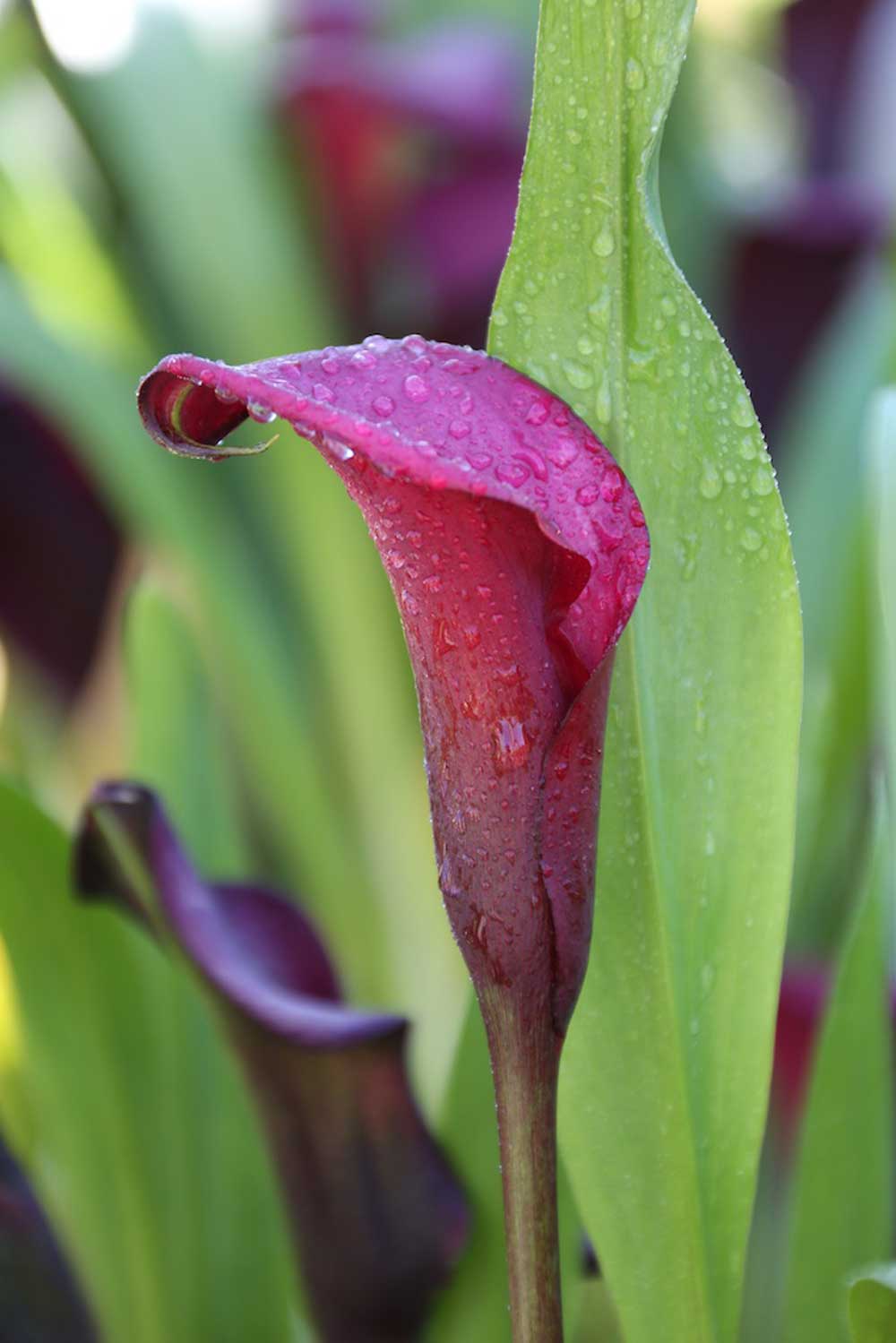 burgundy-calla-lily.jpg