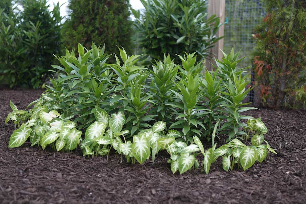 caladium-Aaron-and-lilies.jpg