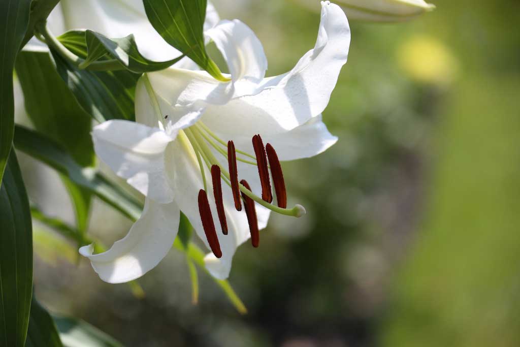 casablanca-oriental-lily-1.jpg